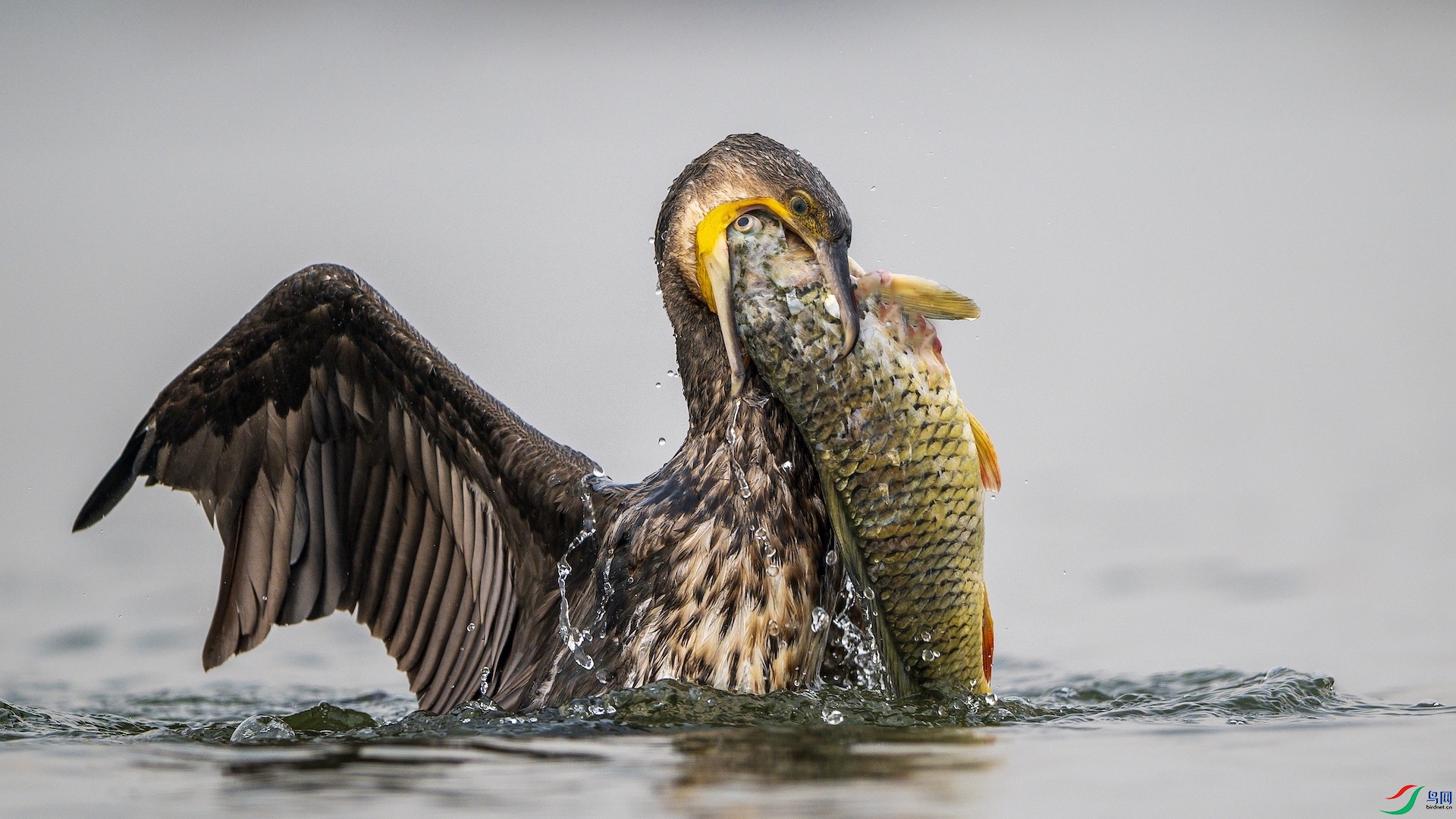 1_XXL4798 ����.jpeg