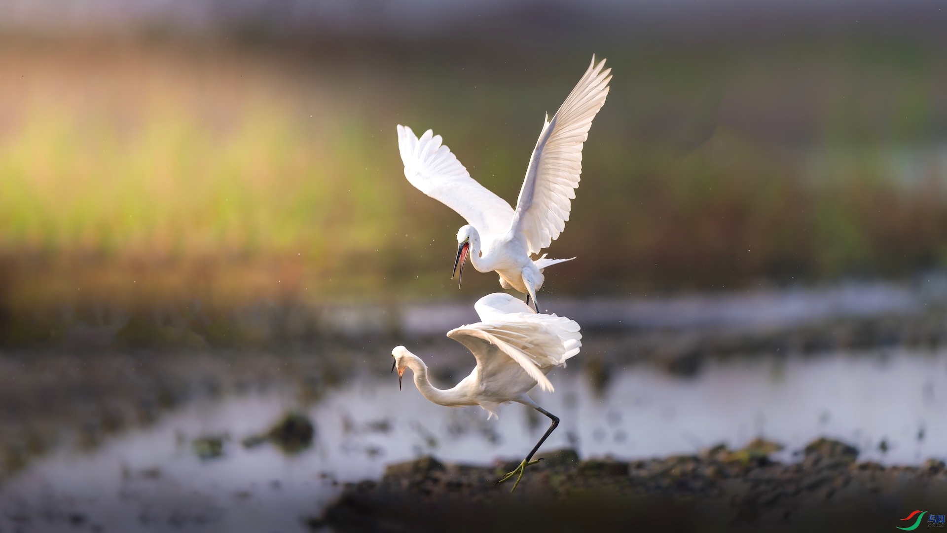 1-4XXL_7261-����ǿ-NR ����.jpeg