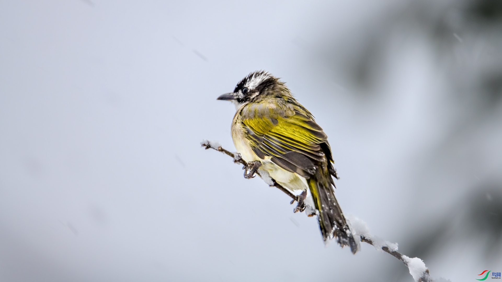 1-5XXL_1345 ����.jpeg