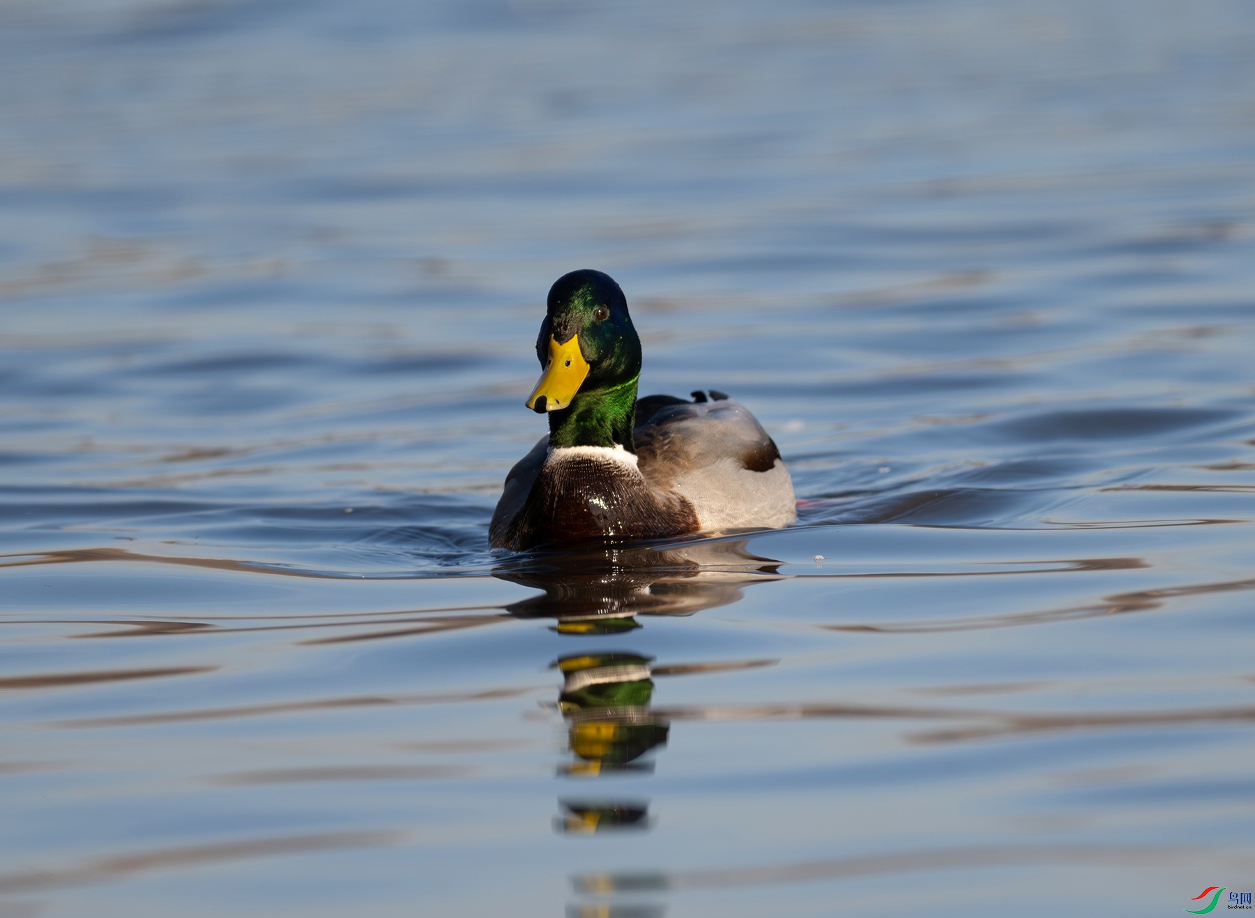 DSC_5001f.jpg