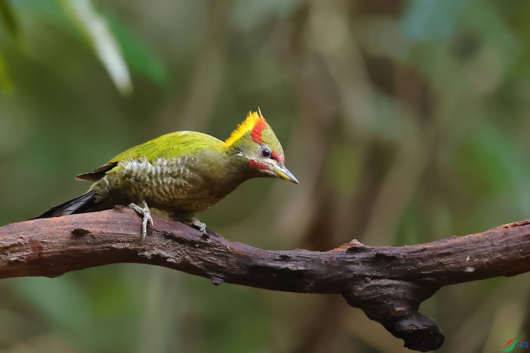 �ƹ���ľ��