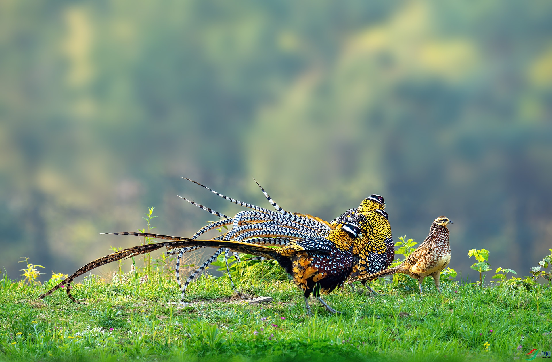 DSC_3234-1.jpg