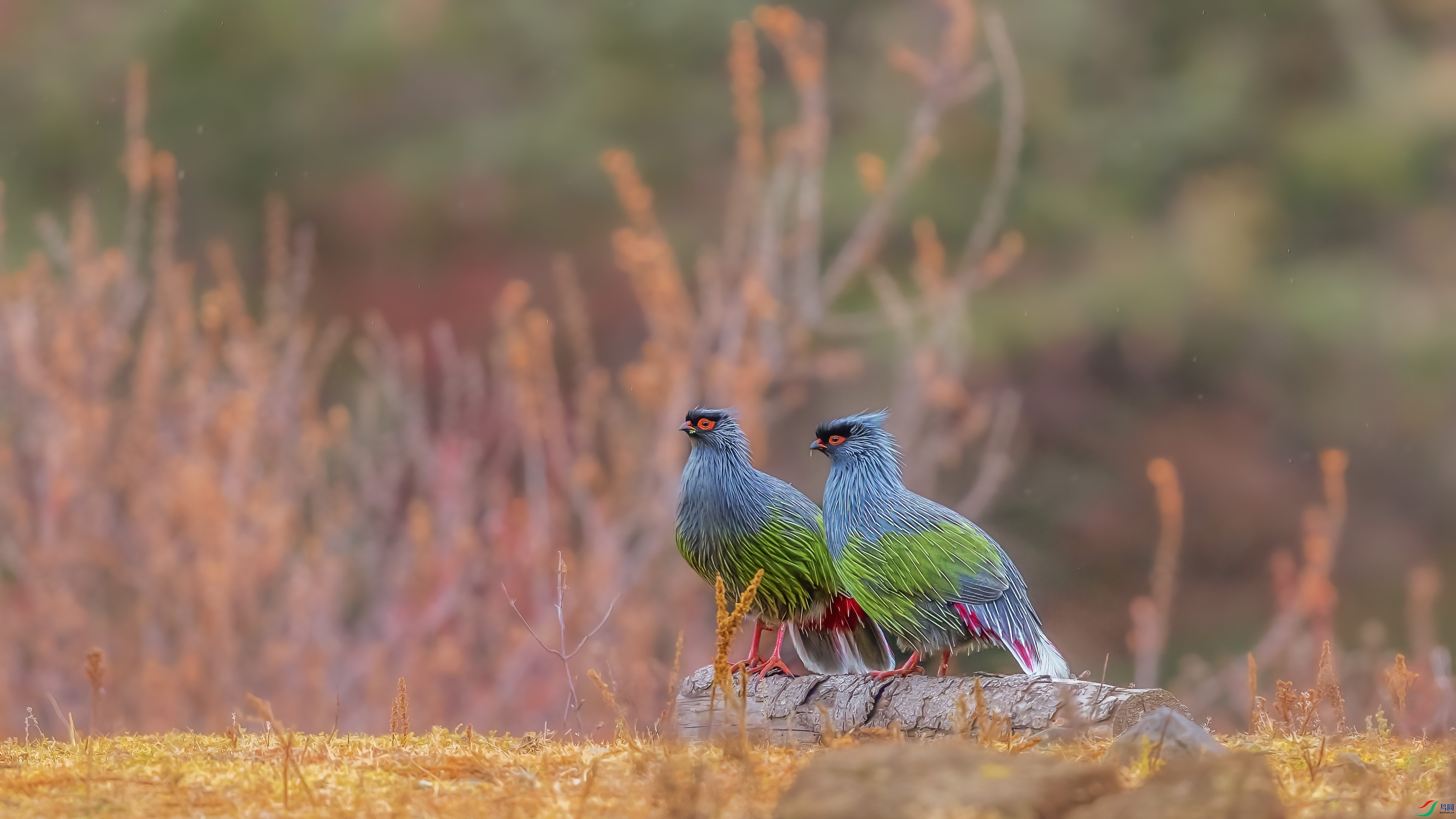 _09R9187 ����.jpg