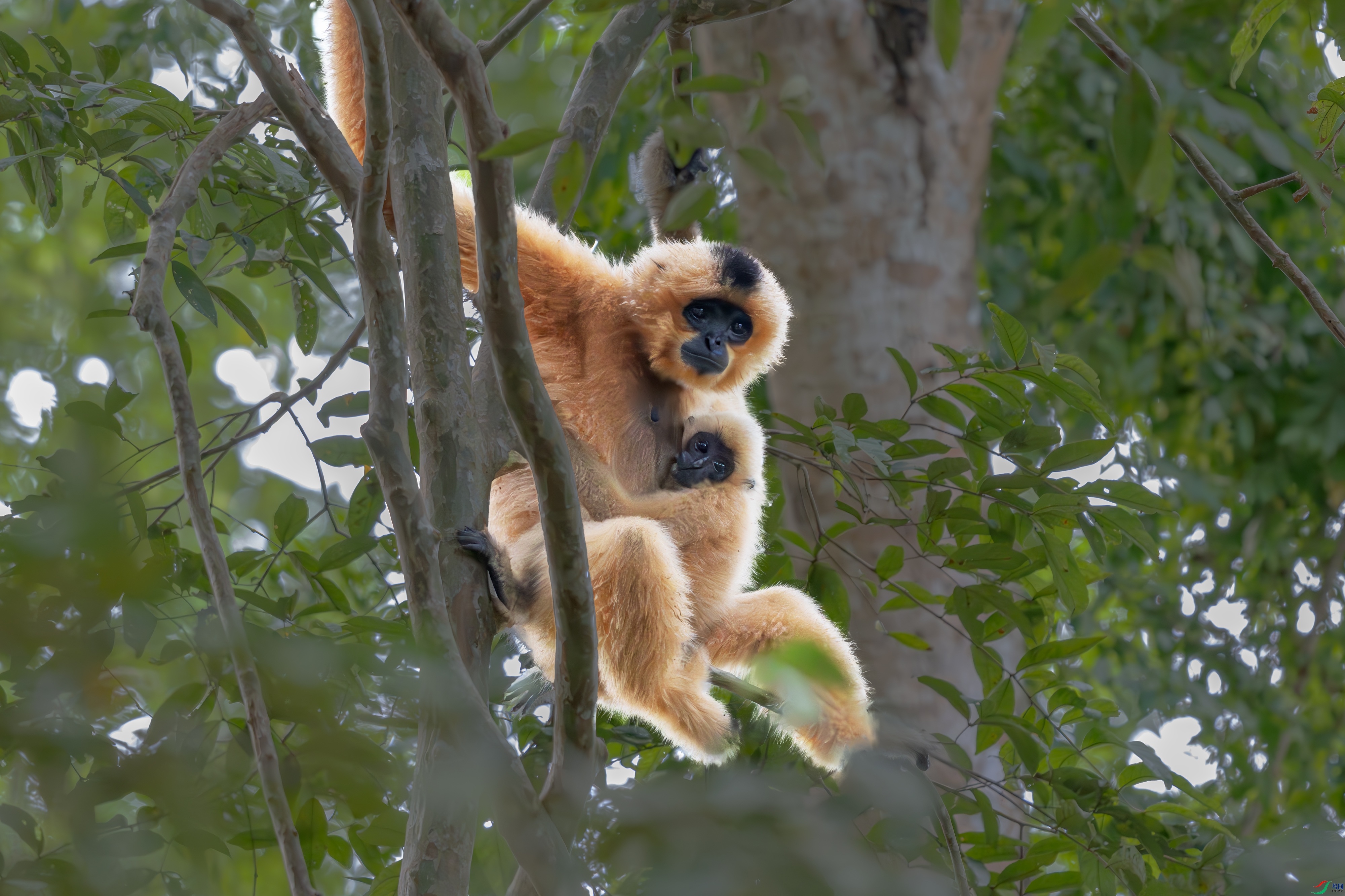 DSC_6430-����ǿ-NR1 ����.jpg