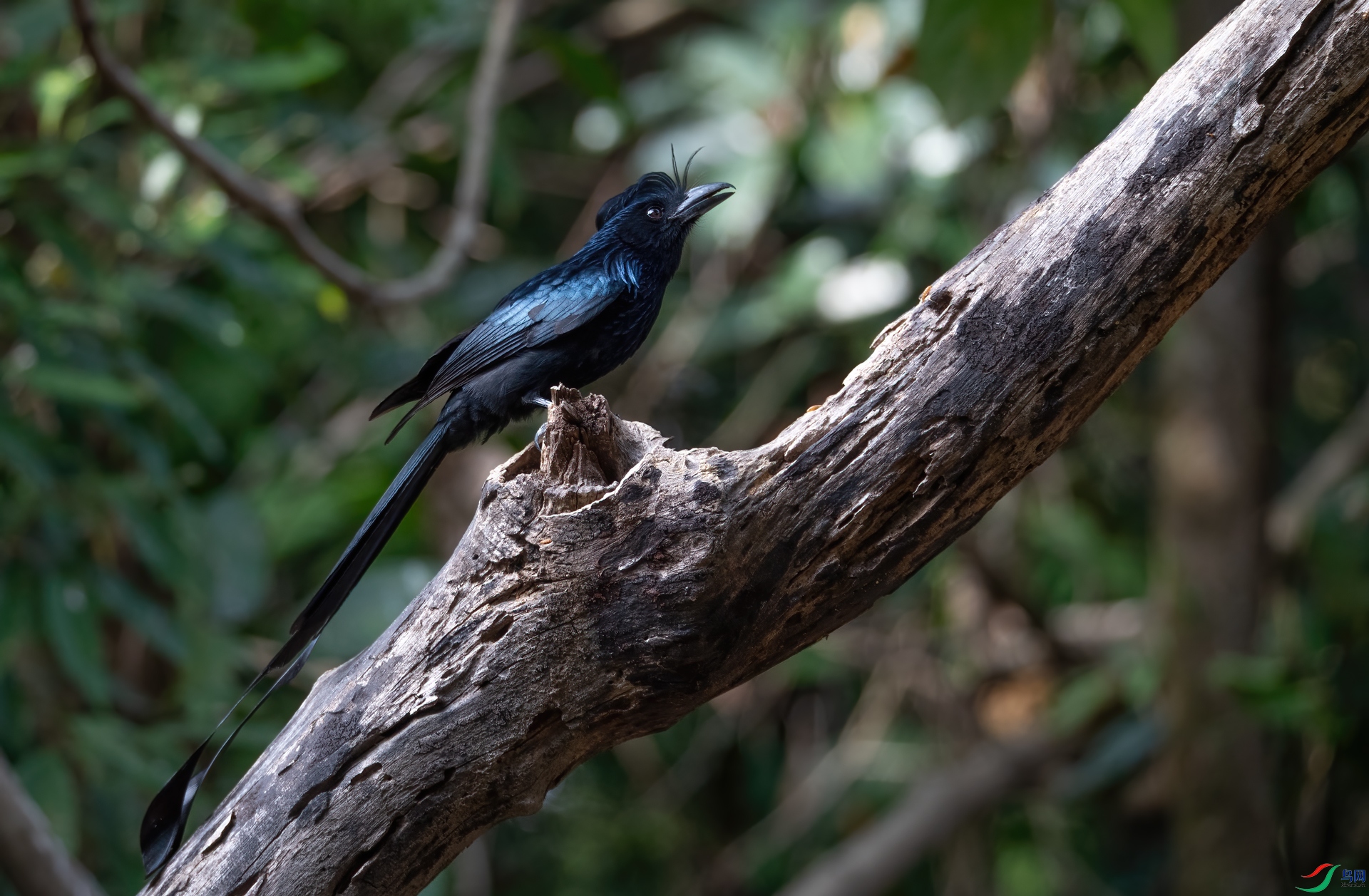 DSC_0265-1.jpg