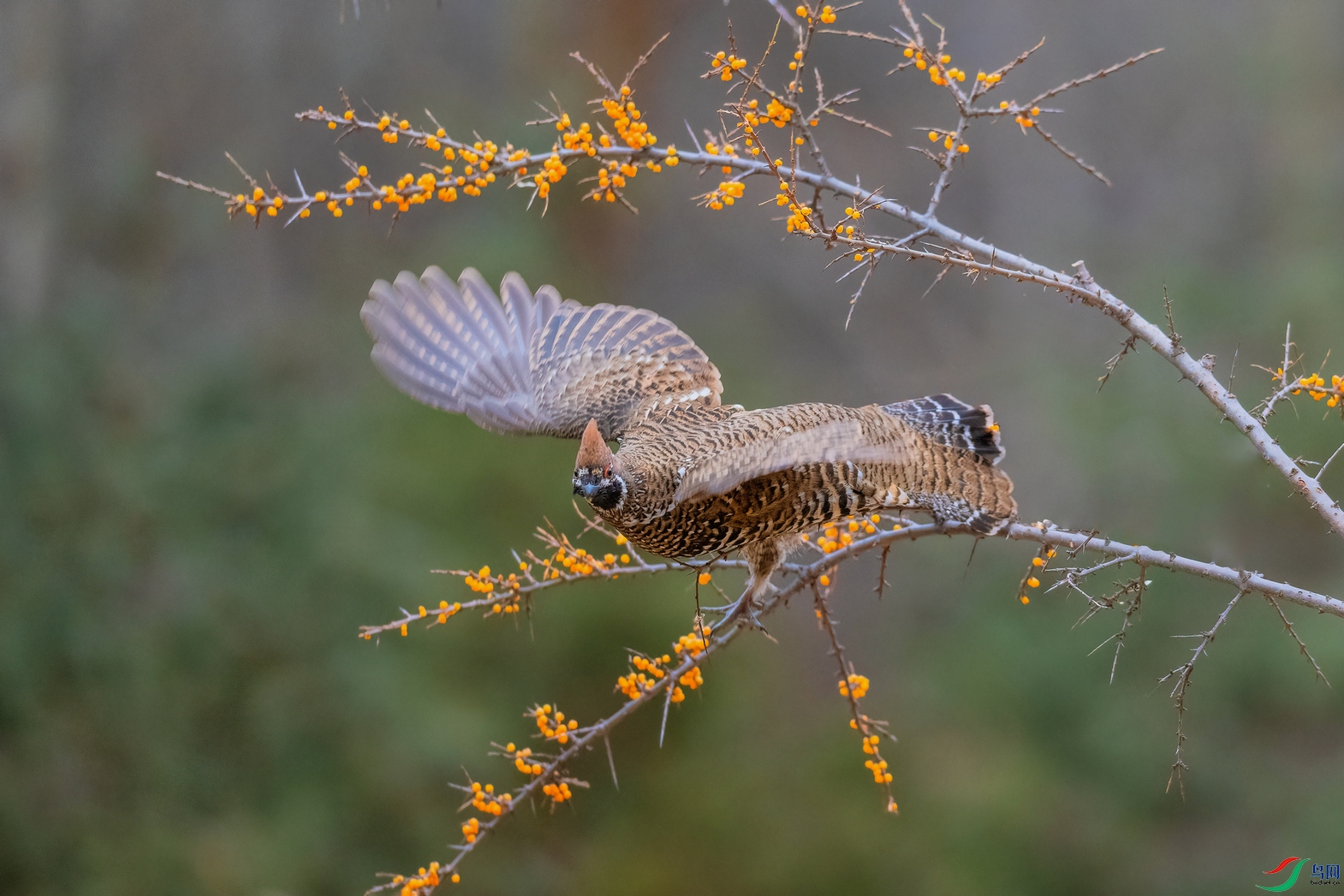 DSC_0384 ����010.jpg