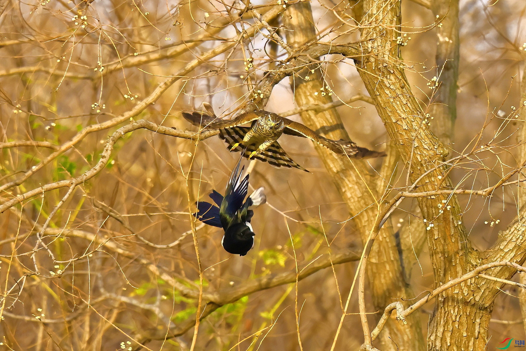 IMG_9261-1.JPG