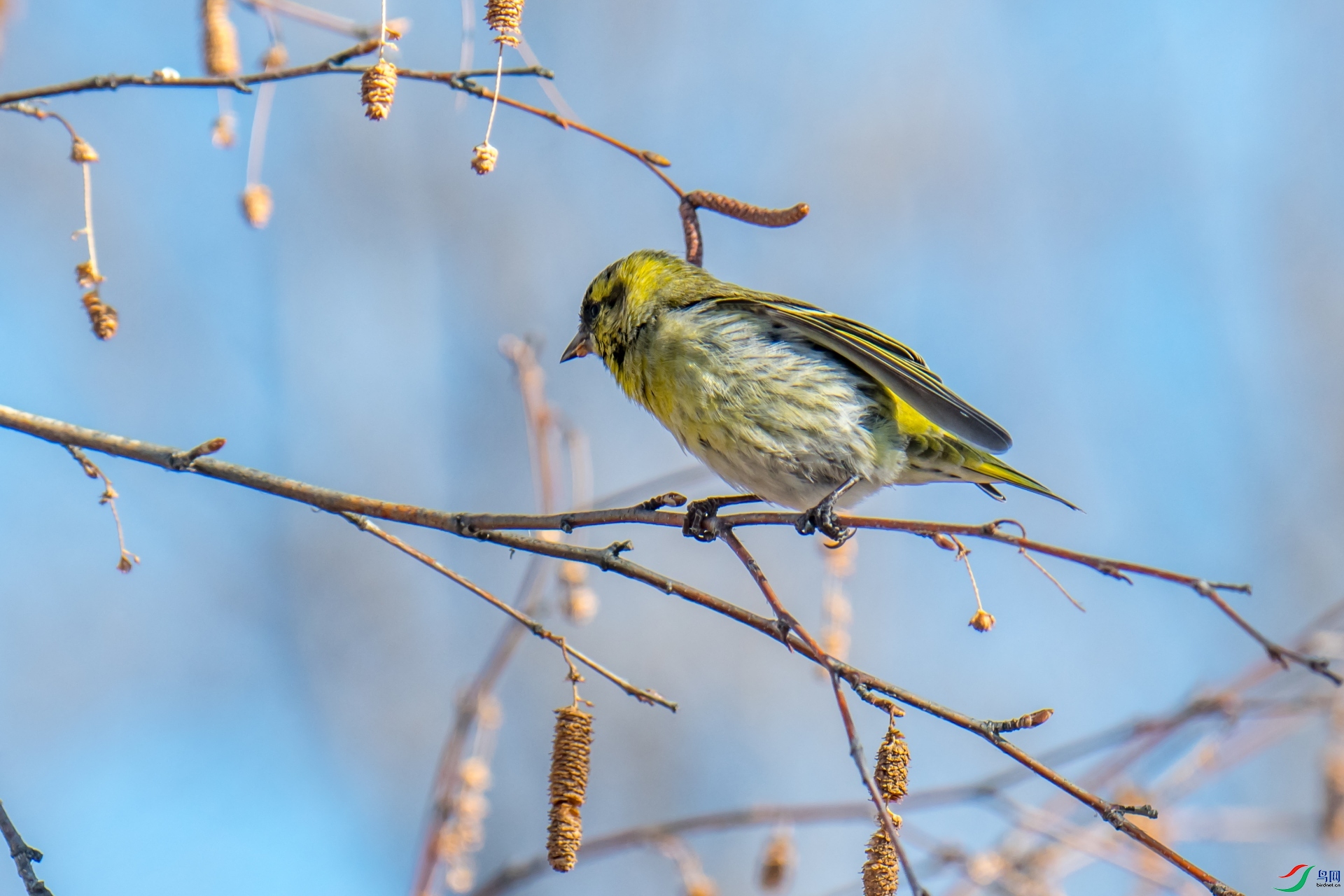 DSC_2219_����.jpg