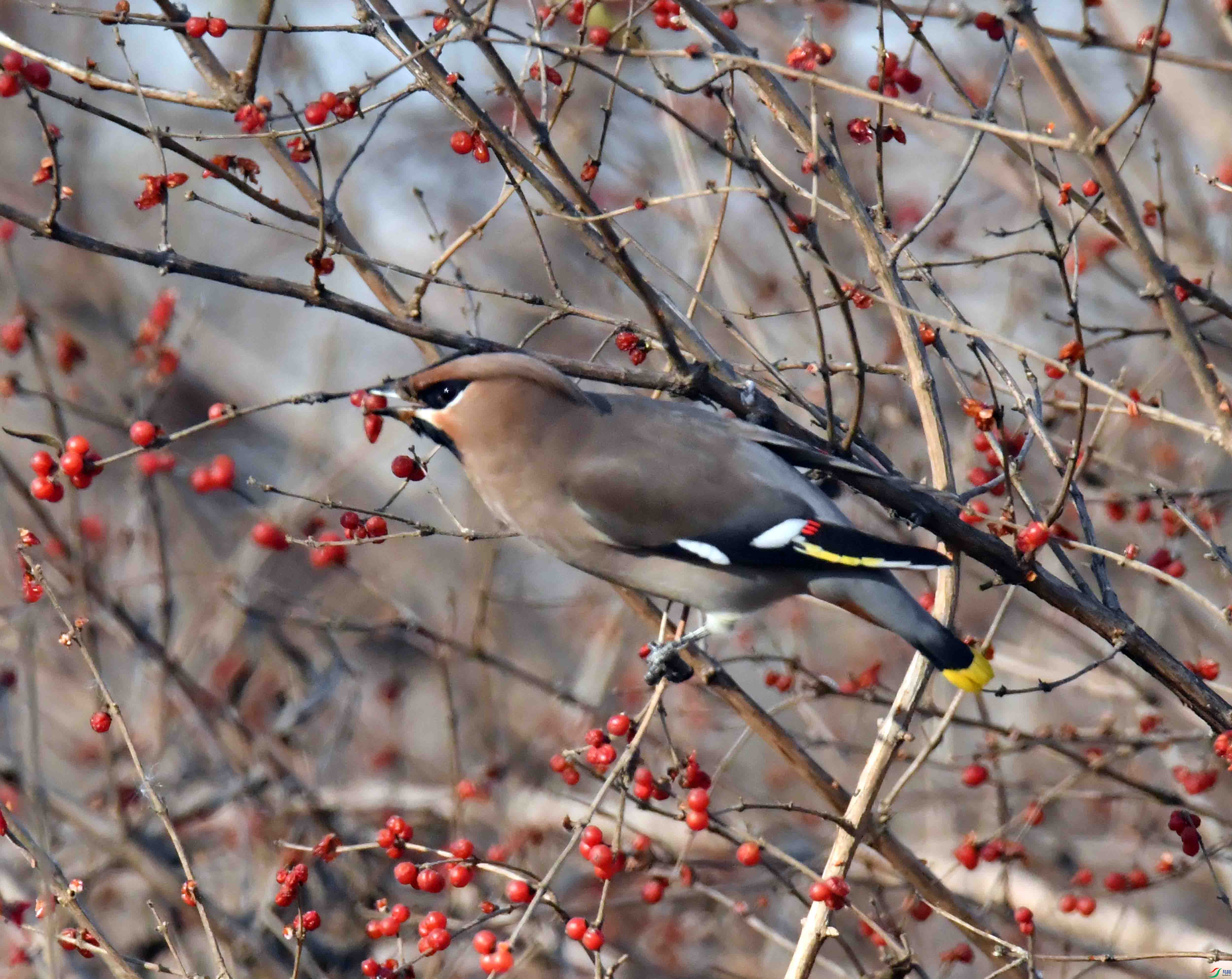 DSC_8477.JPG
