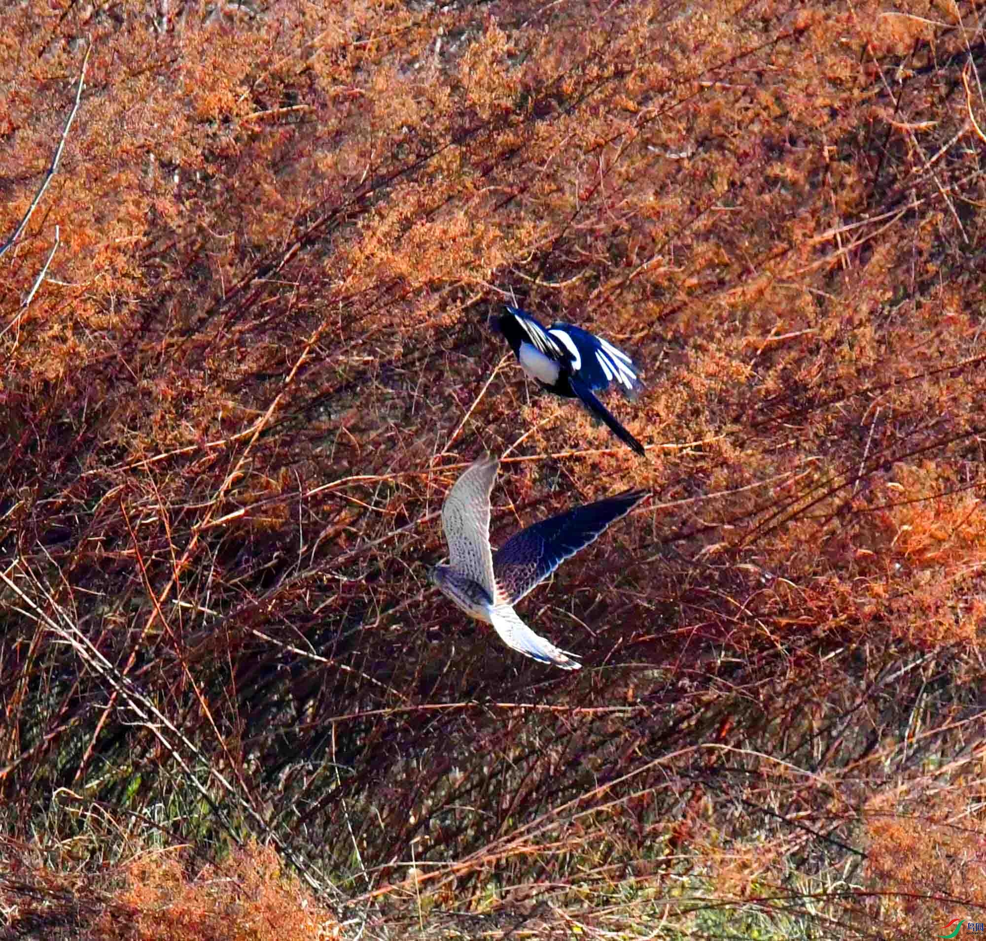 DSC_8233.JPG