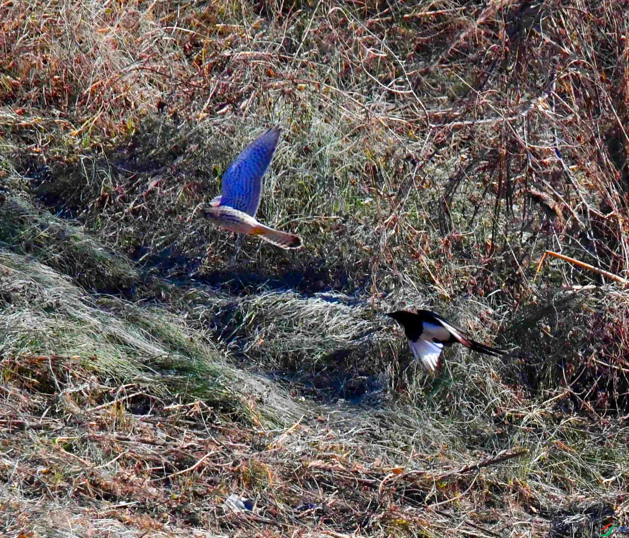 DSC_8231.JPG