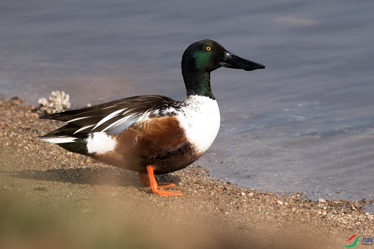 DSC_2939--.jpg