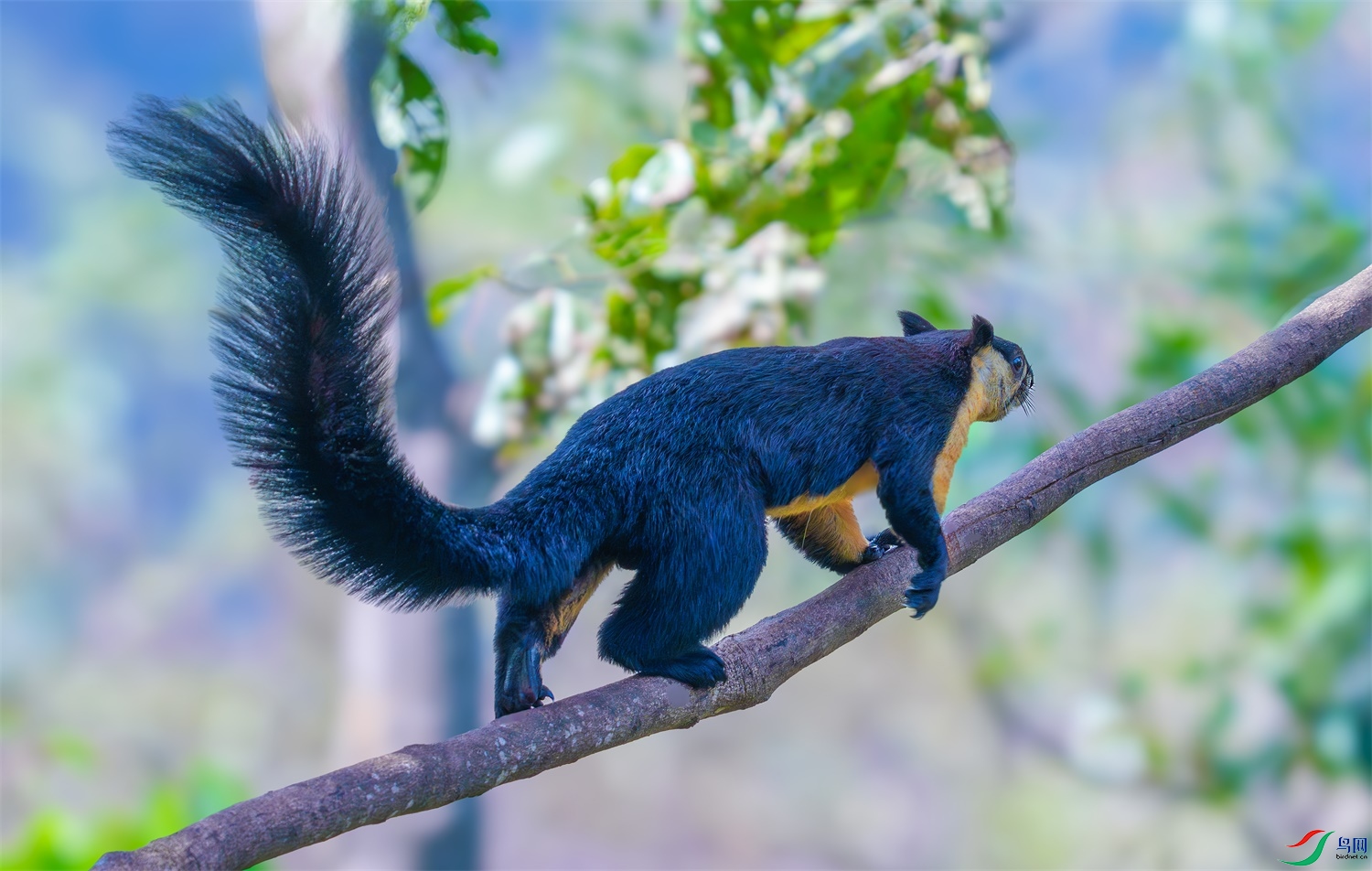 һֻ������