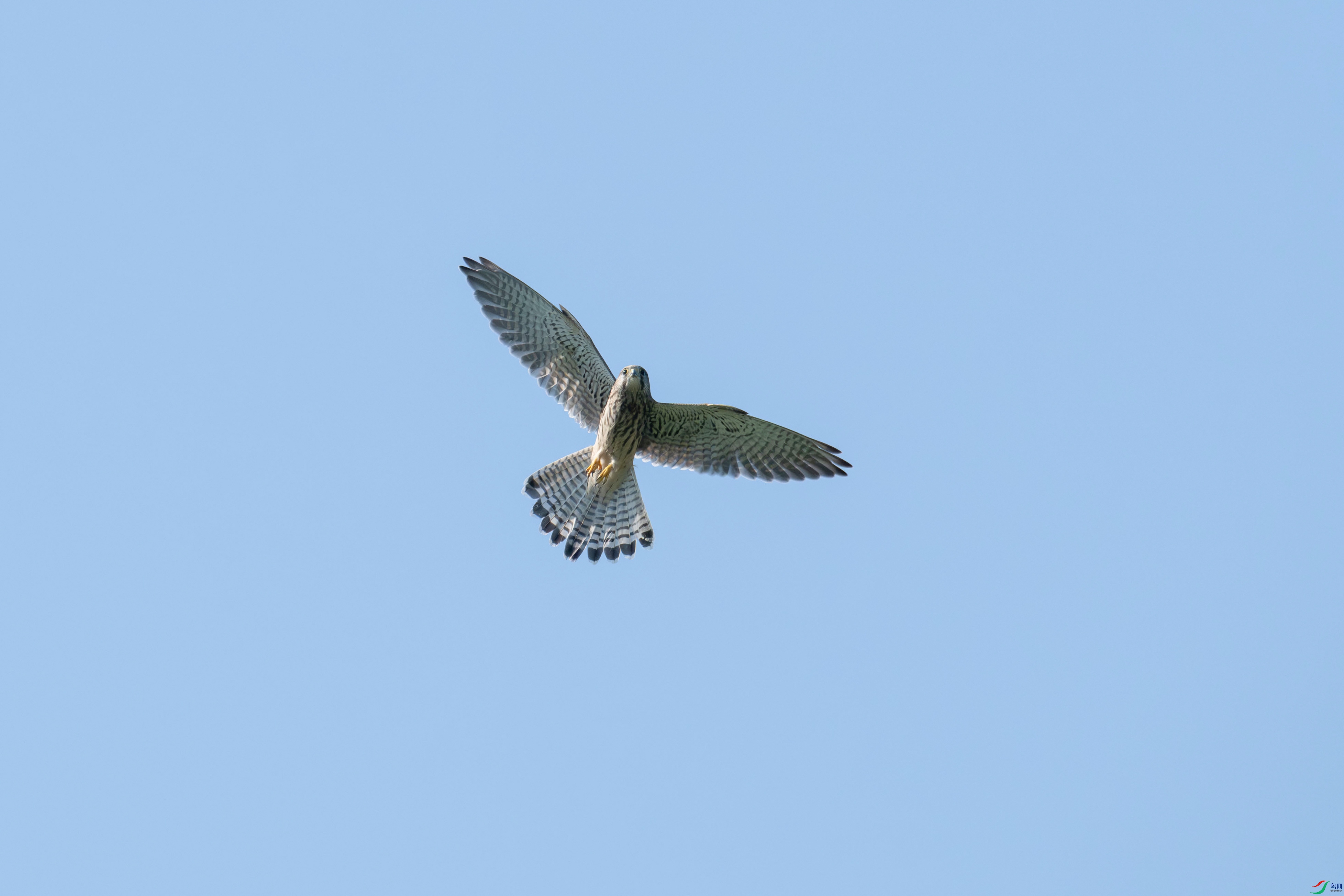 DSC_2483.jpg
