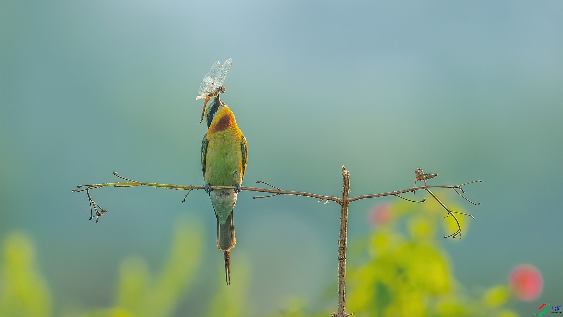 DSC_7976-����ǿ-NR.jpg