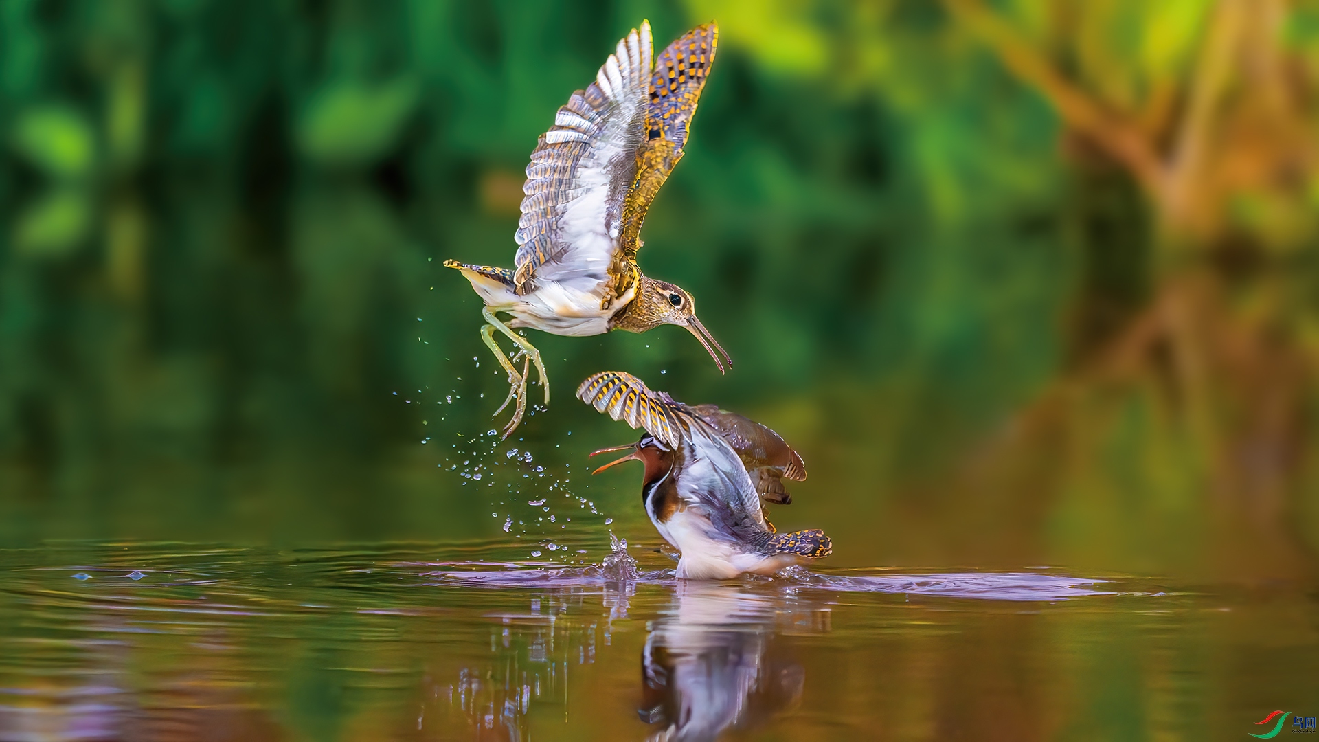 aDSC_0238-����ǿ-NR.jpg