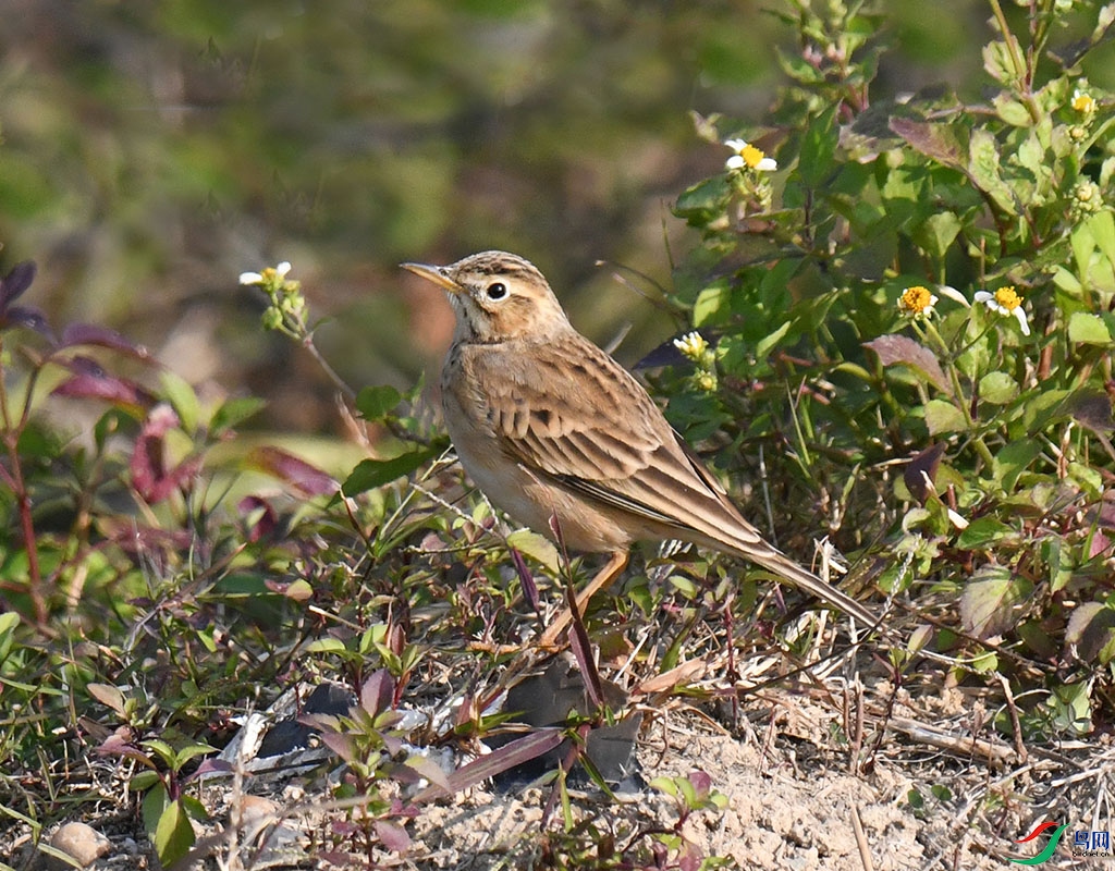 DSC_4568.jpg