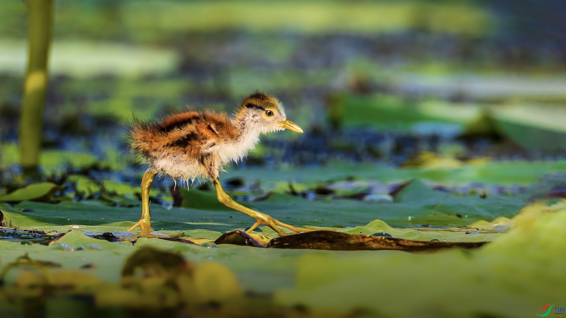 1_M1I8190-1 ����.jpg