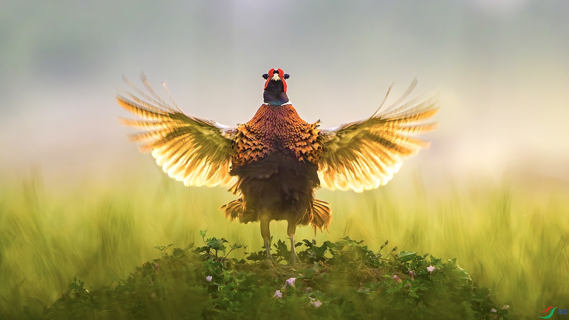 1_XXL5095-����ǿ-NR ���� 2.jpg