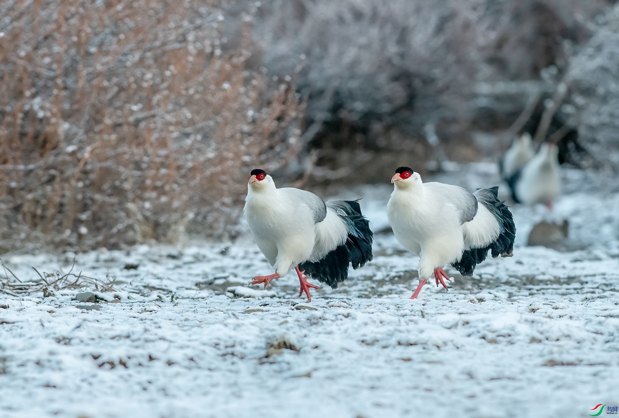 DSC_3010-11.jpg
