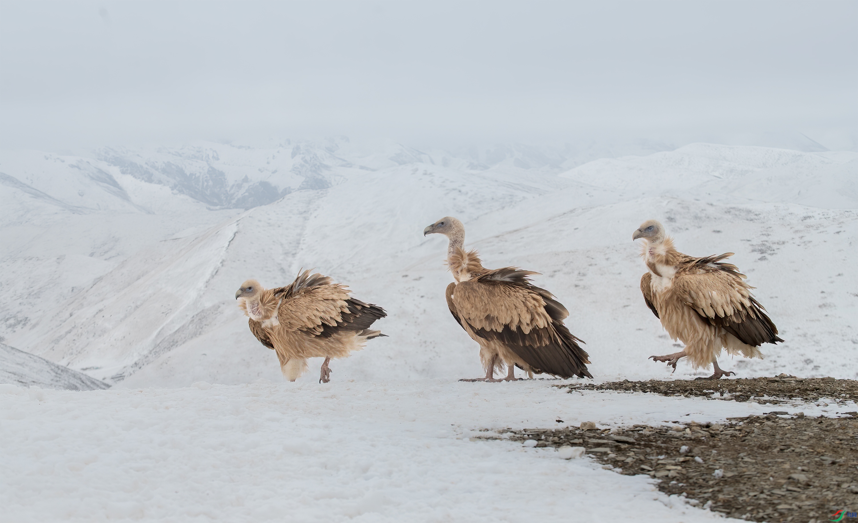 DSC_5329-1.jpg