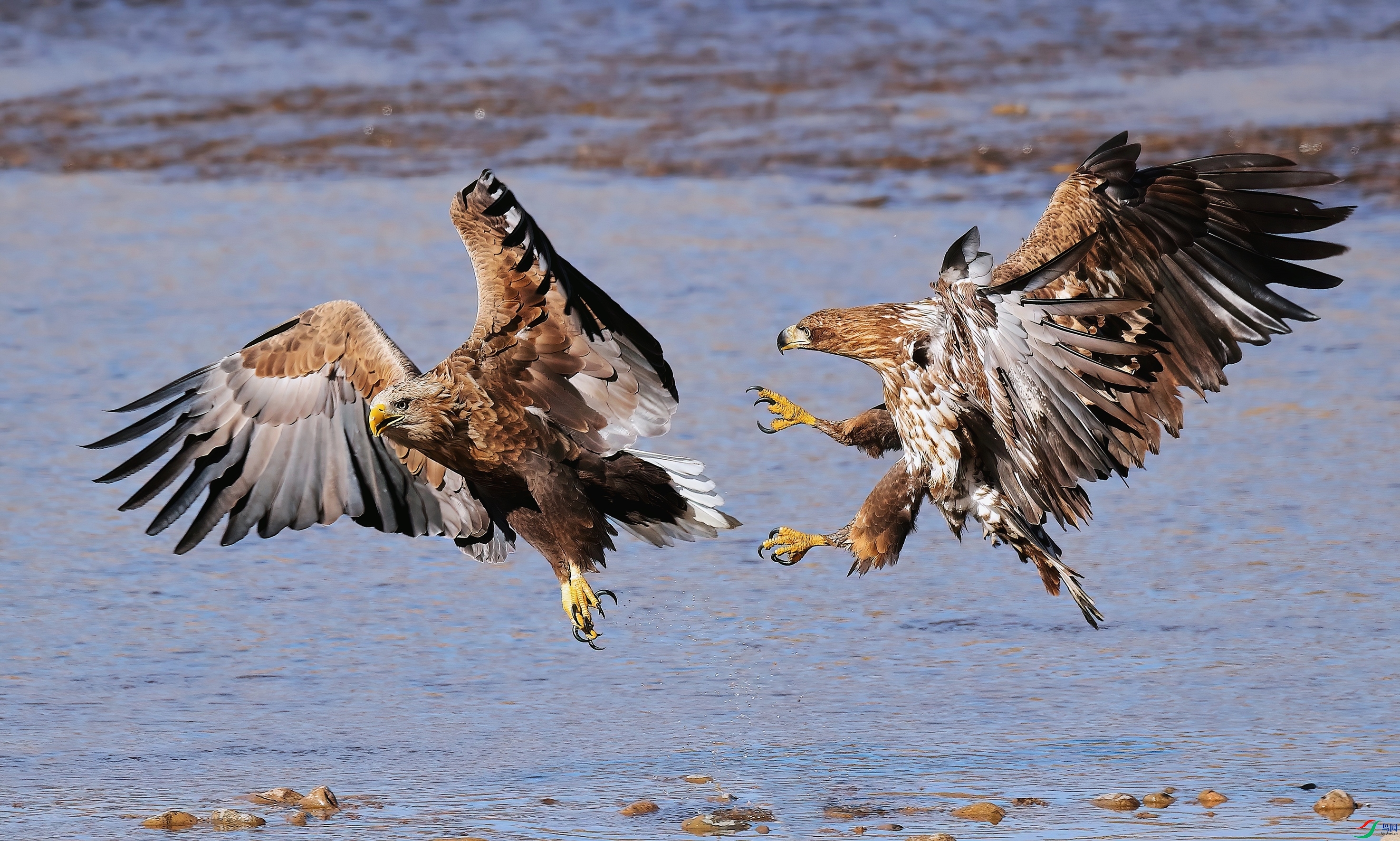 Canon EOS-1D X Mark II9500-DeNoiseAI-clear.JPG