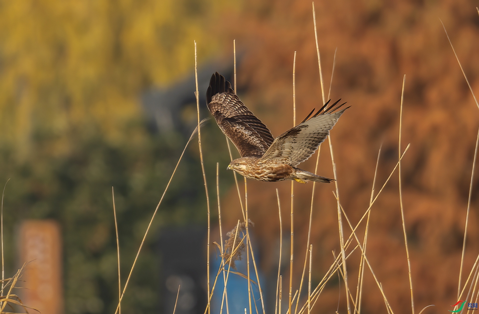 _DSC5570-NEF_DxO_DeepPRIME-1.jpg