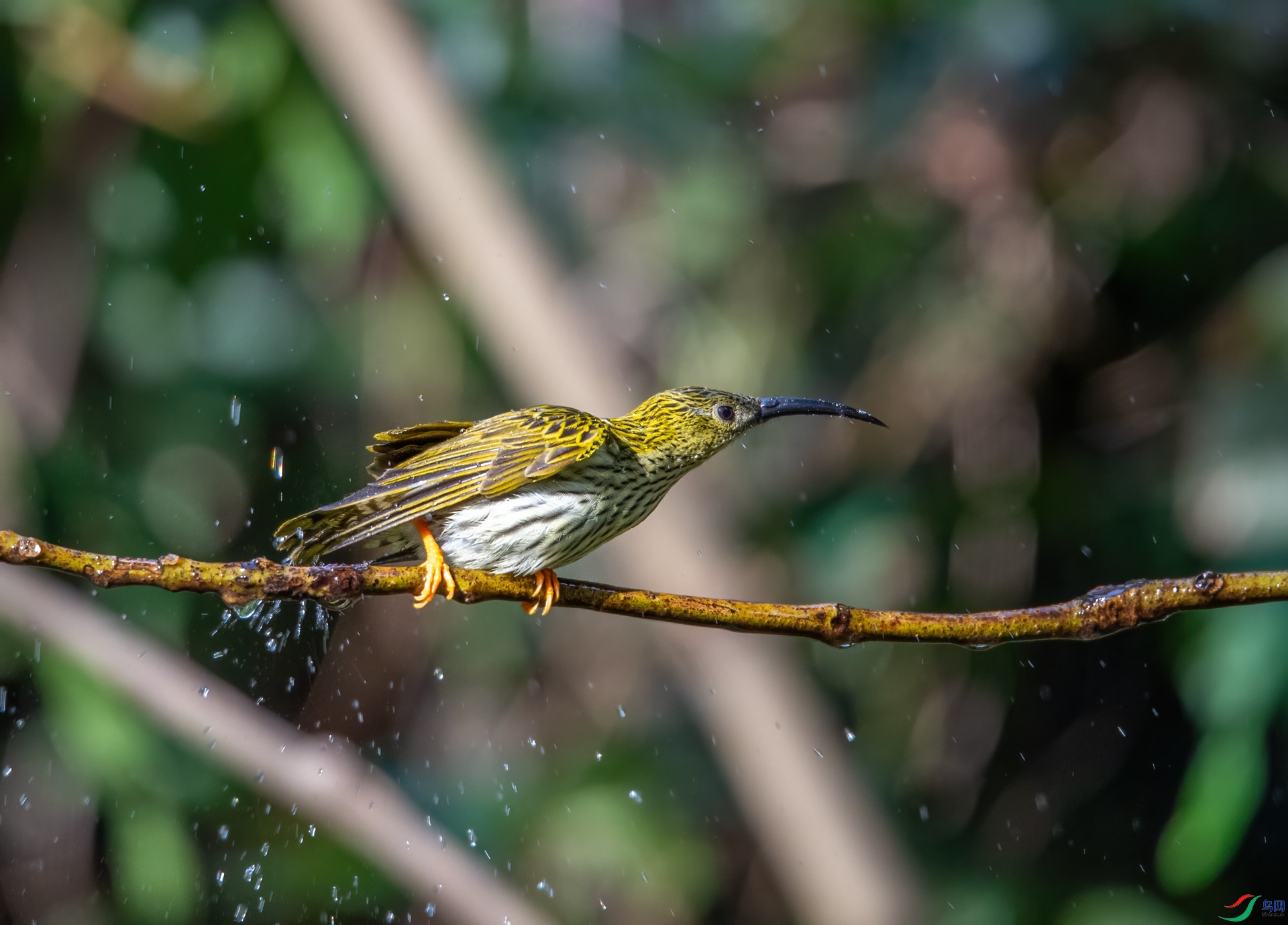 DSC_0098-1.jpg