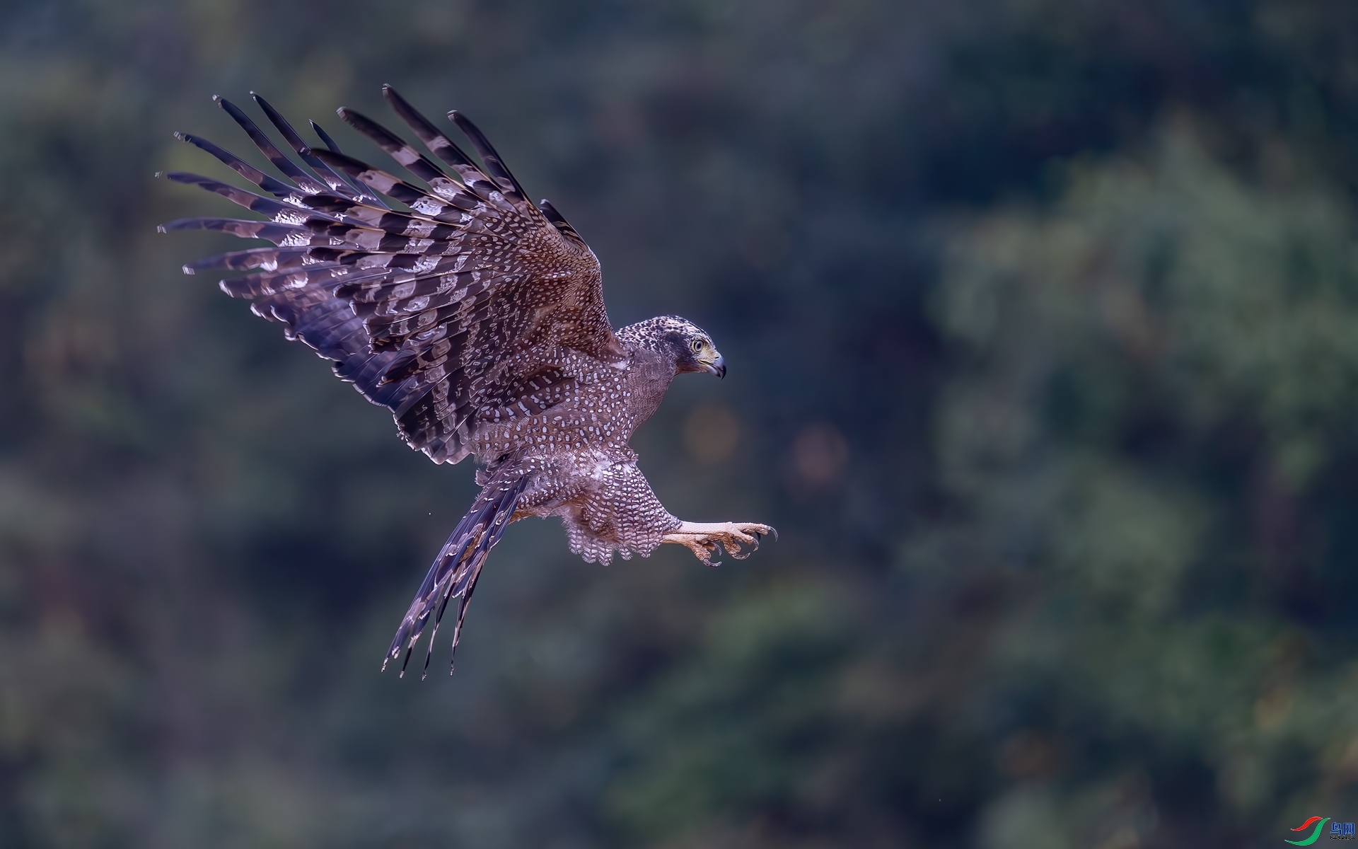 12.29�ƽ�Ҷ��ʦ��Ʒ   ʢ������ ��ף���ٻ����Ѿ�����.jpg