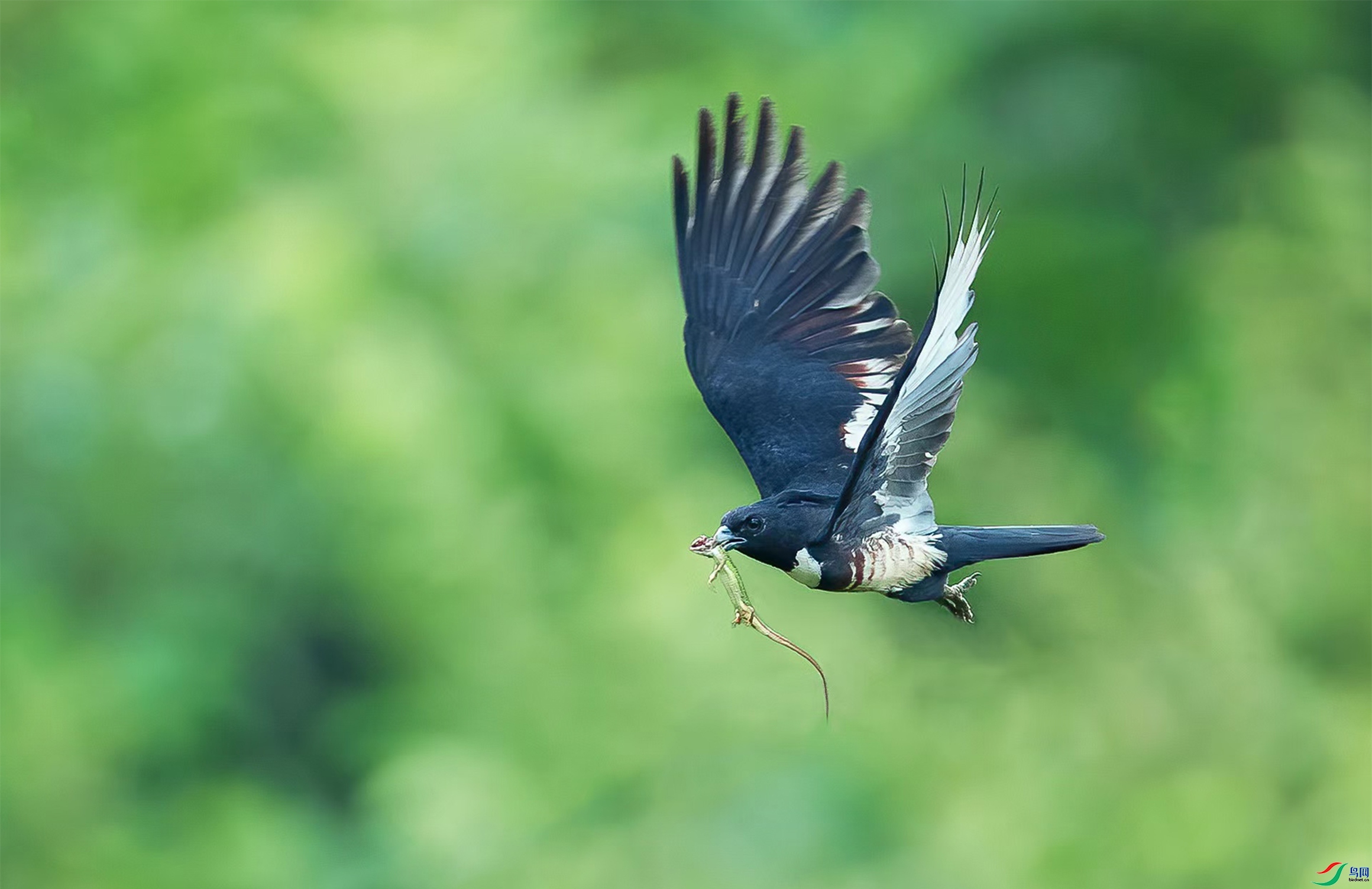 12.30��������ʦ��Ʒ   ���� ��ף���ٻ����Ѿ�����.jpg