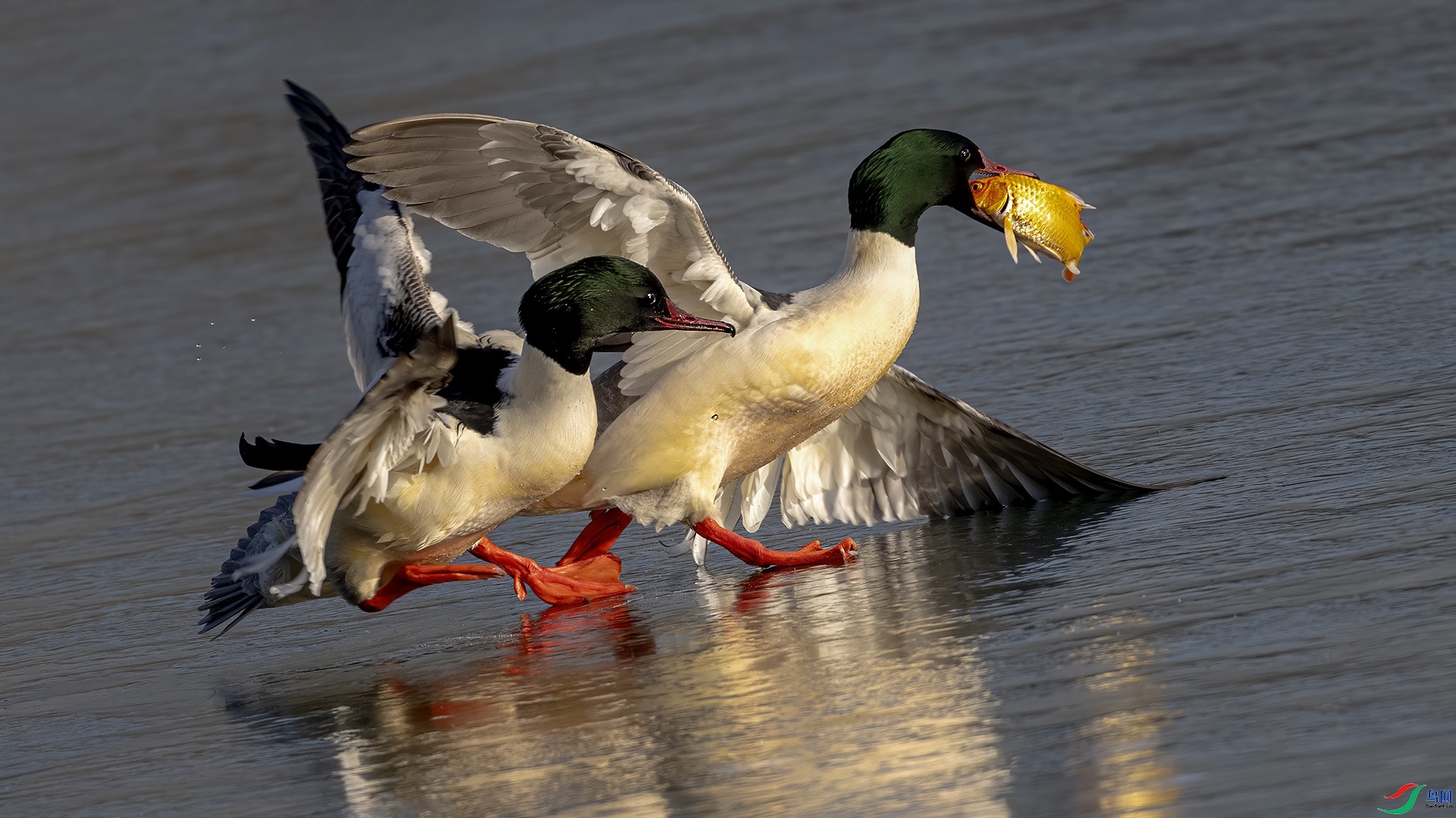 12.30��Ҷ98��ʦ��Ʒ   ʧ֮���� ��ף���ٻ��Ա������.jpg