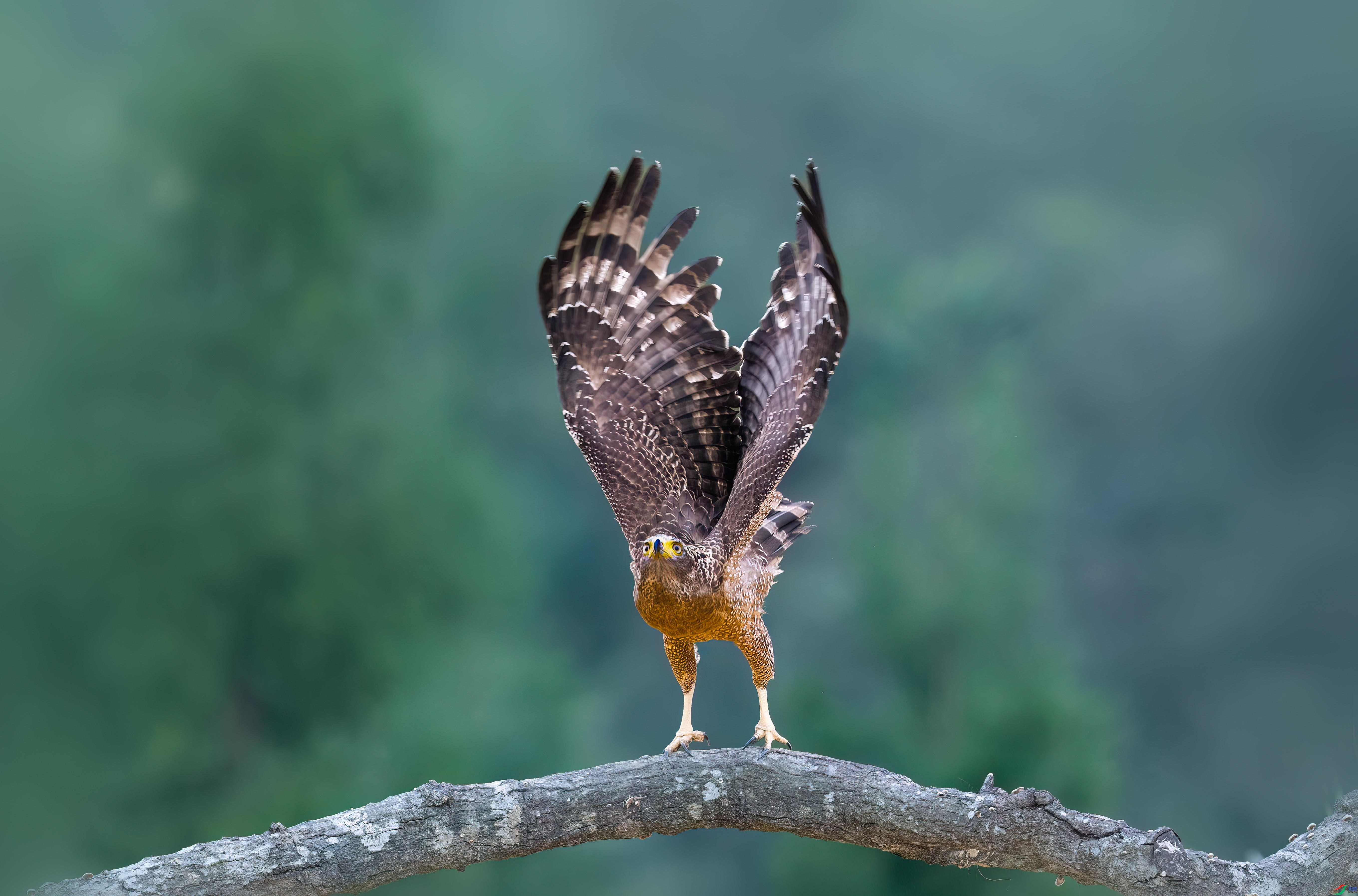 12.30����������ʦ��Ʒ   ����Ŀ�� ��ף���ٻ����������.jpg