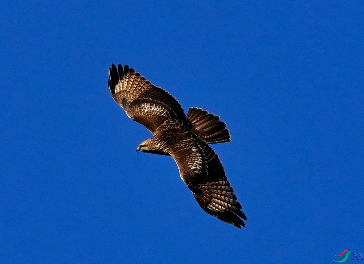 DSC03616-2022-10-17.JPG