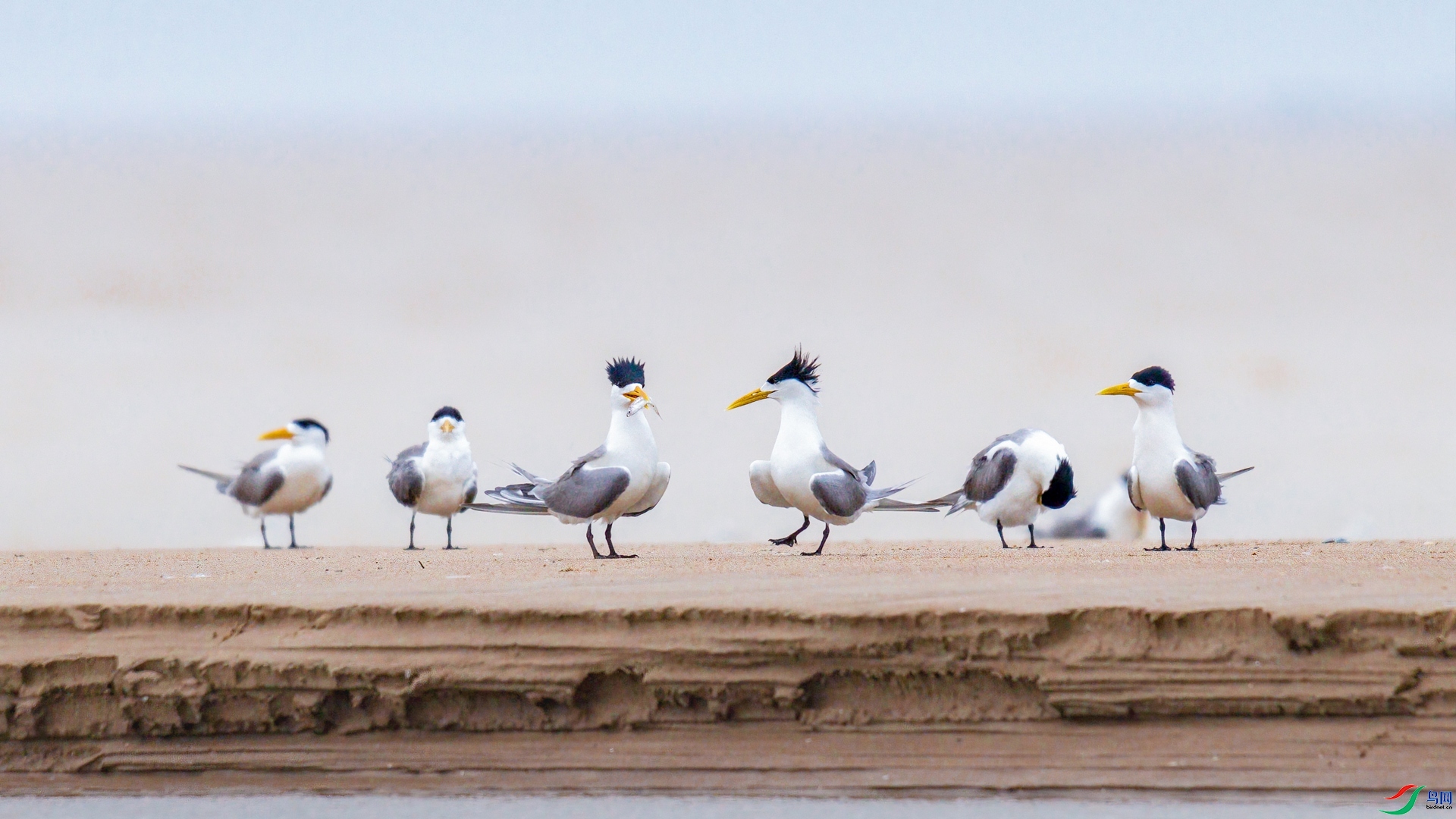 12.31Դ����Ȼ��ʦ��Ʒ ��̨��̨�¡�.jpg