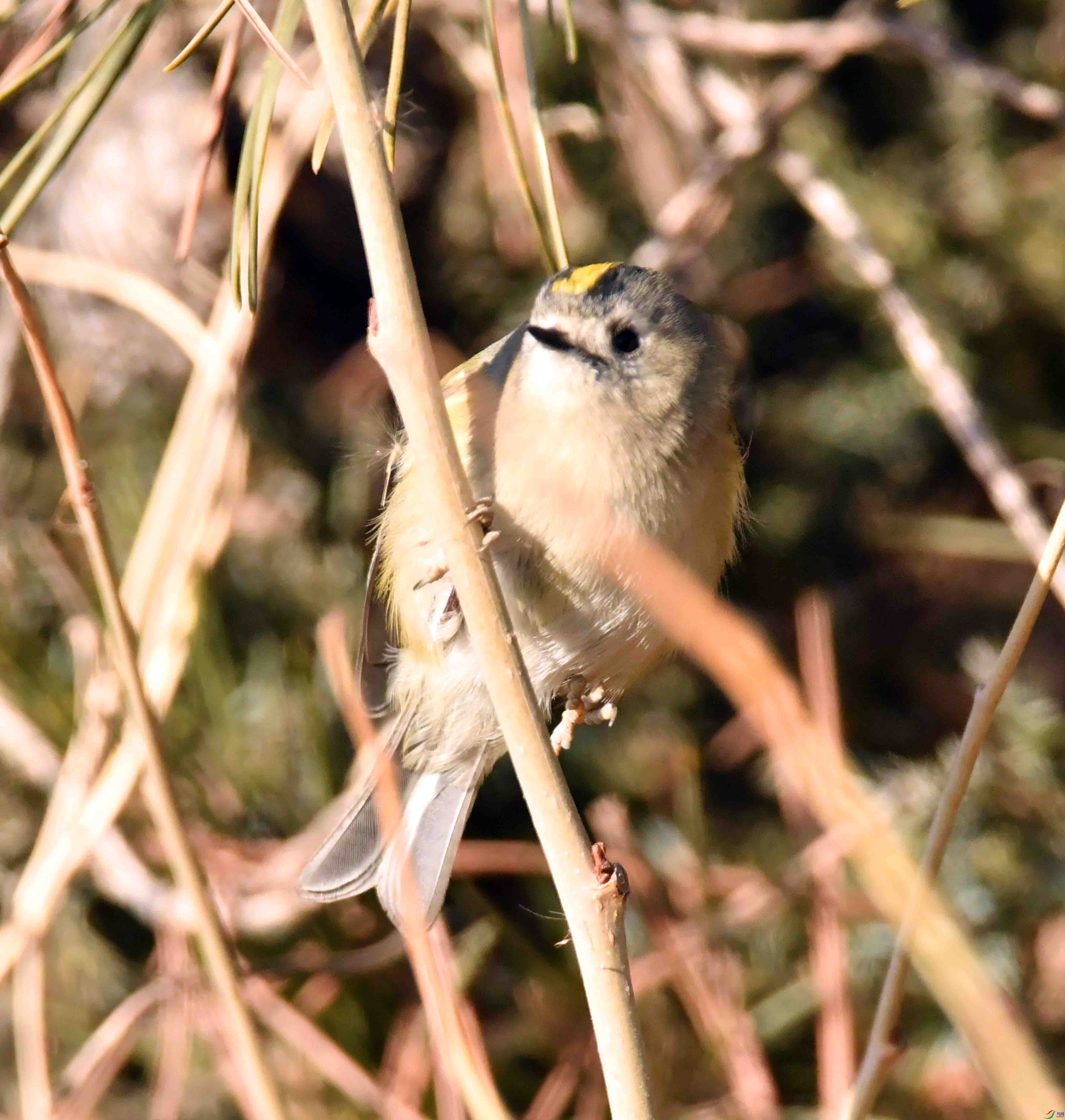 DSC_0236.JPG