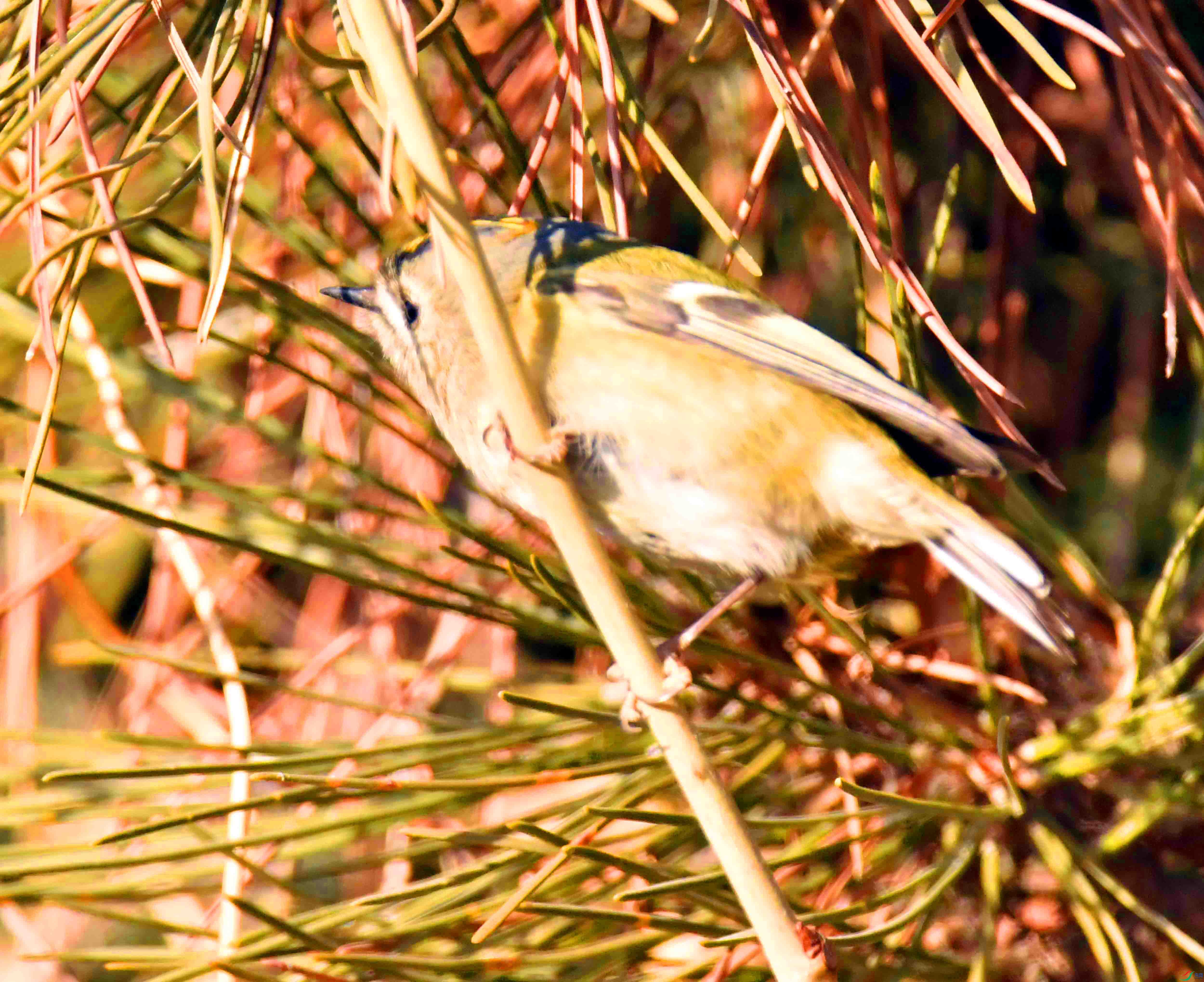 DSC_0242.JPG