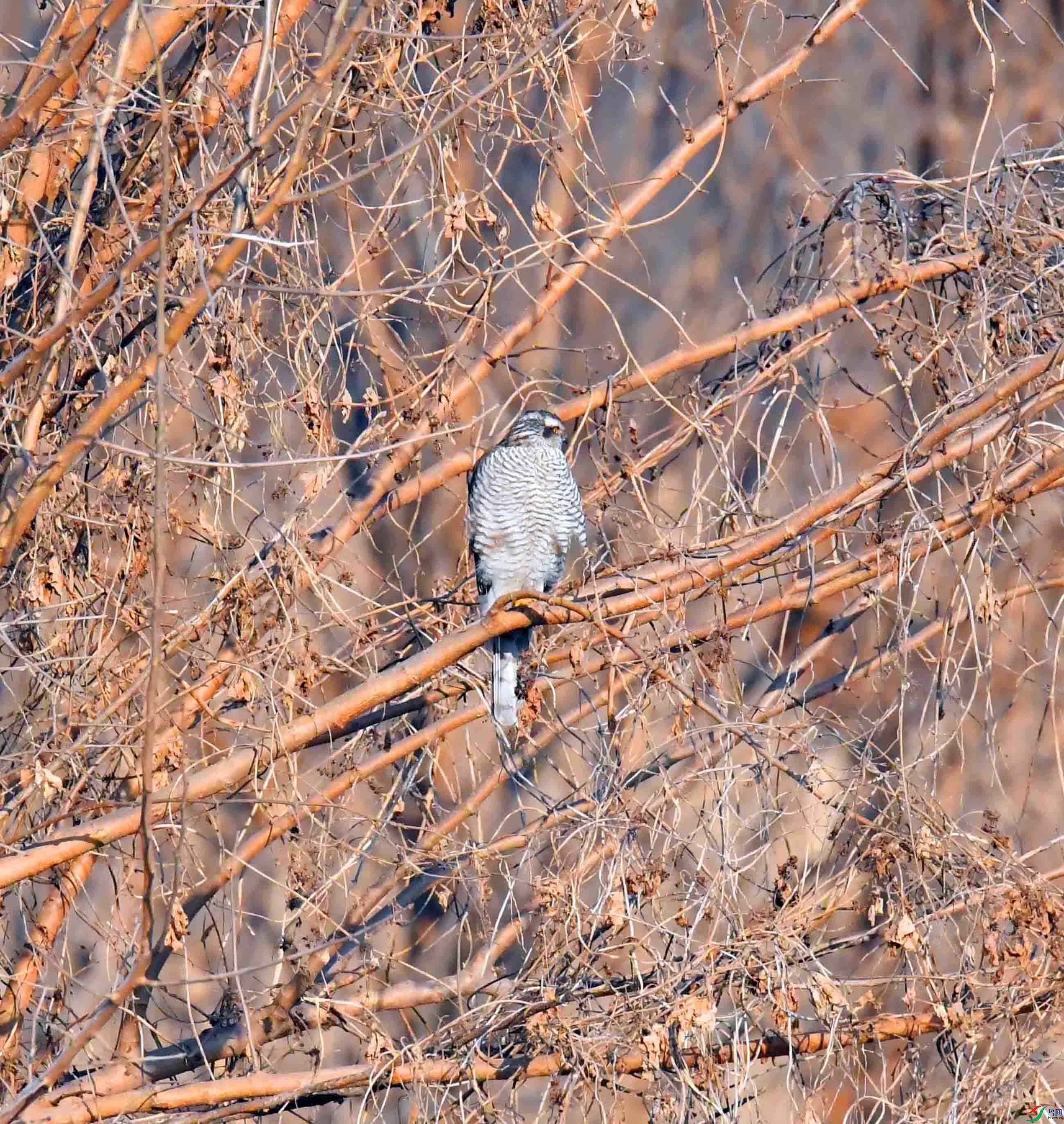 DSC_0667.JPG