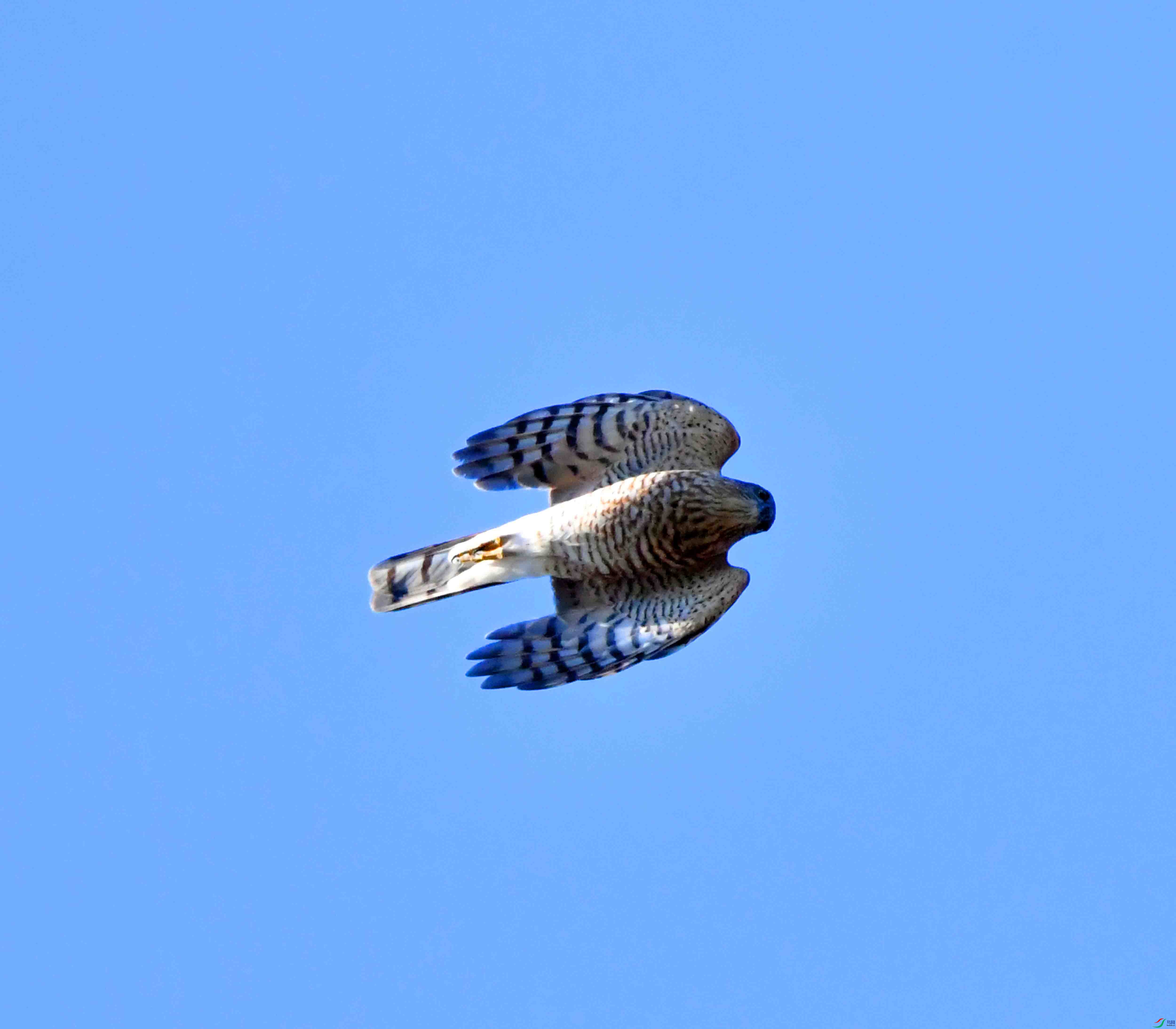 DSC_2595.JPG