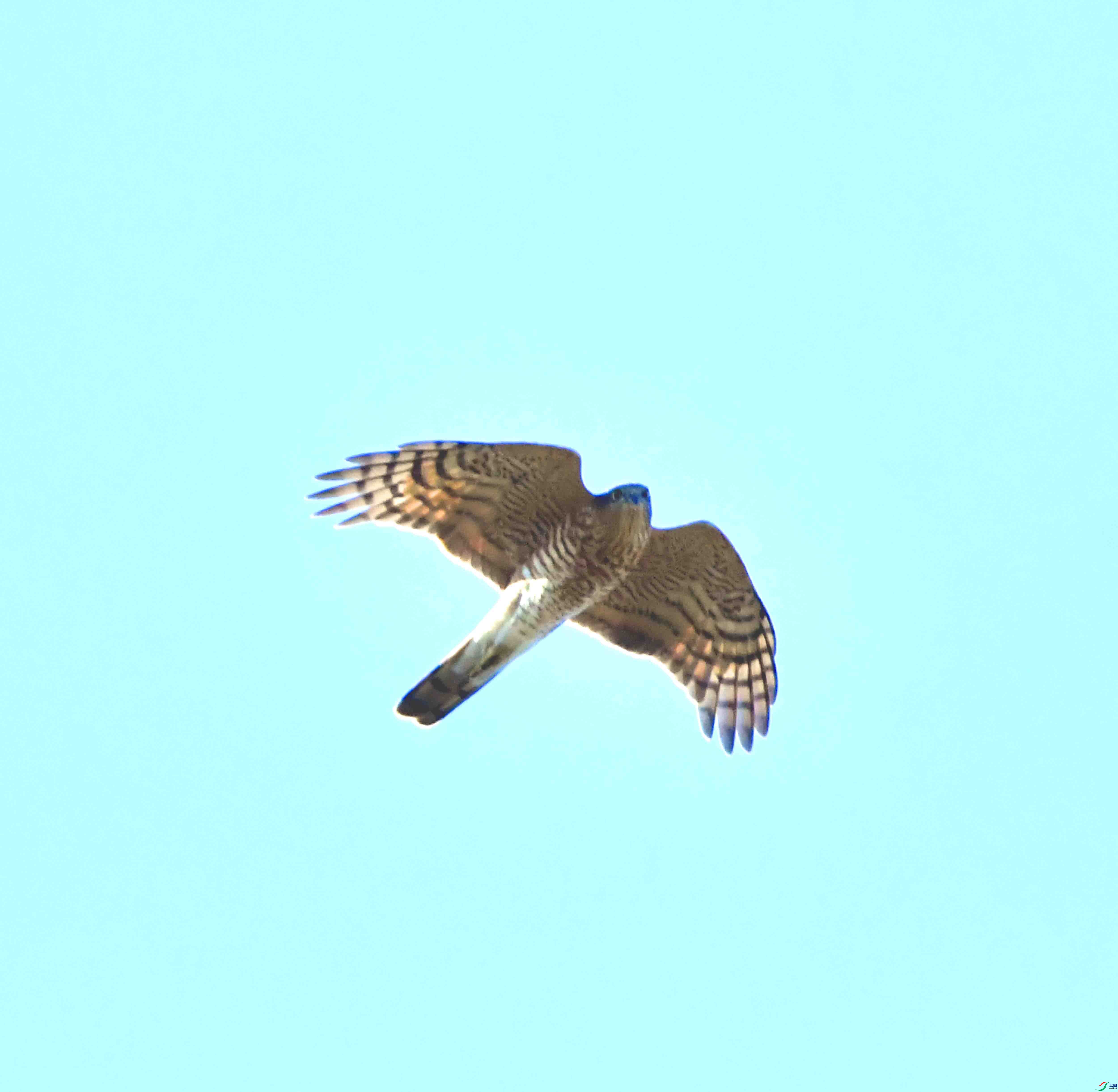 DSC_2592.JPG