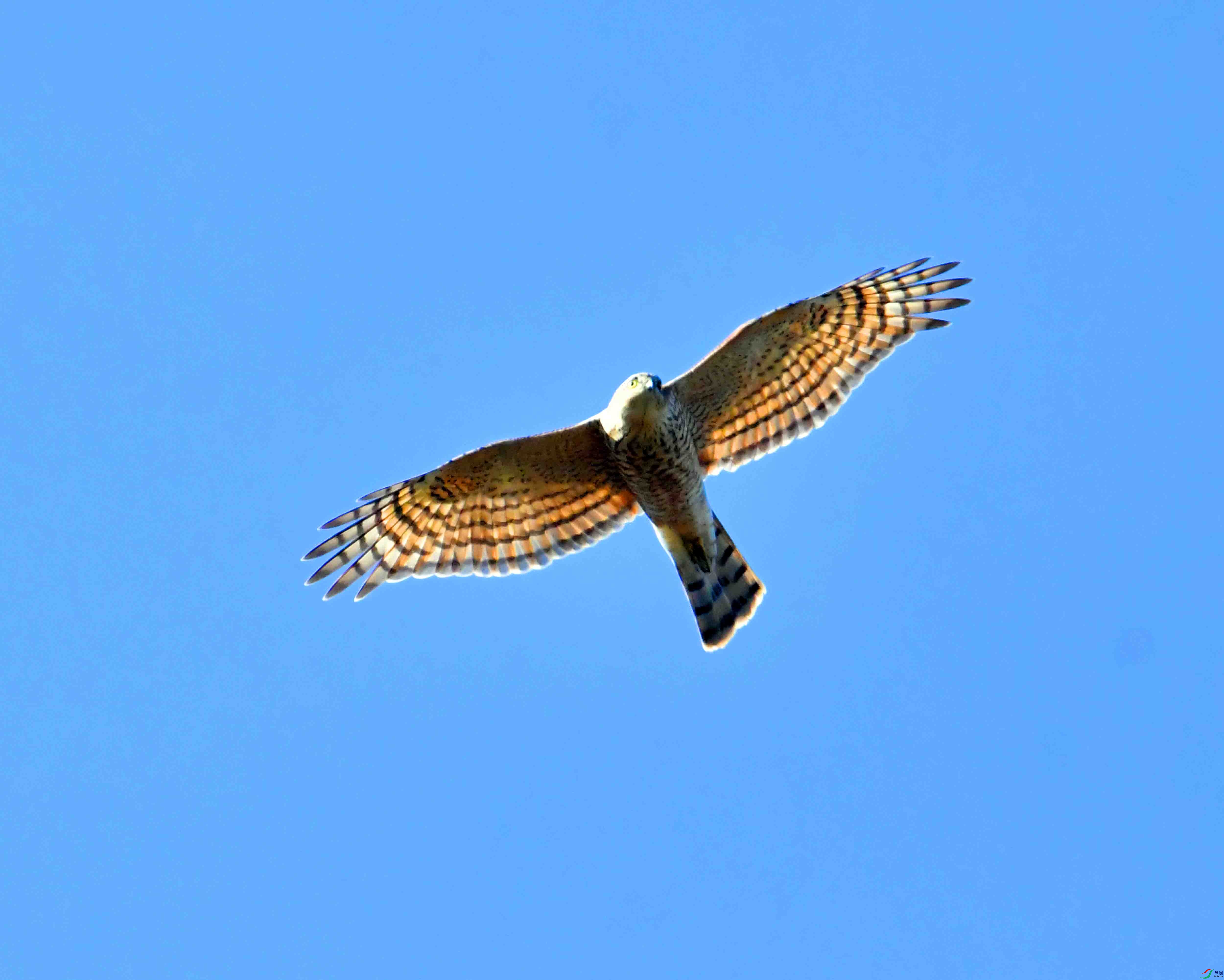 DSC_2624.JPG