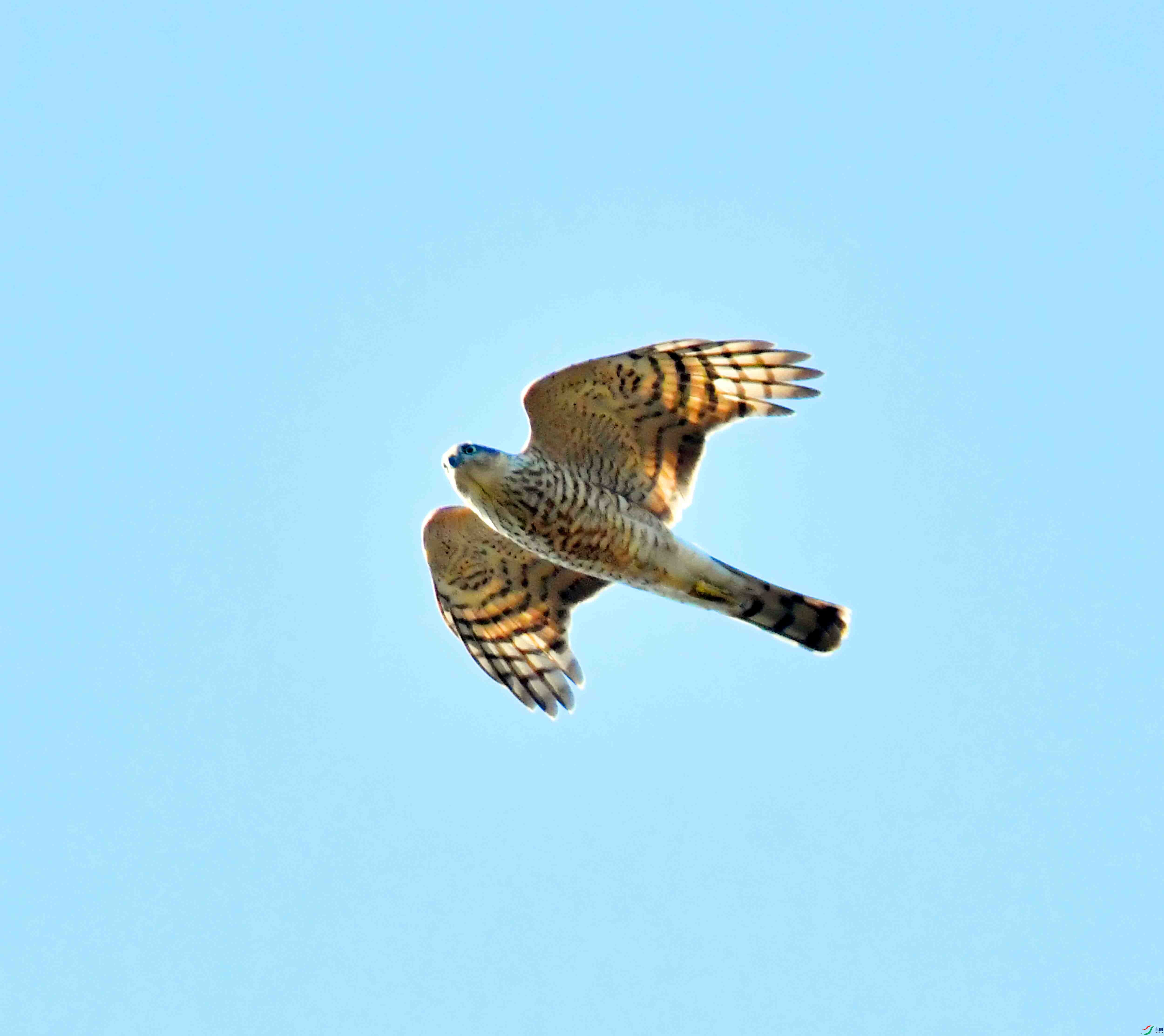 DSC_2633.JPG