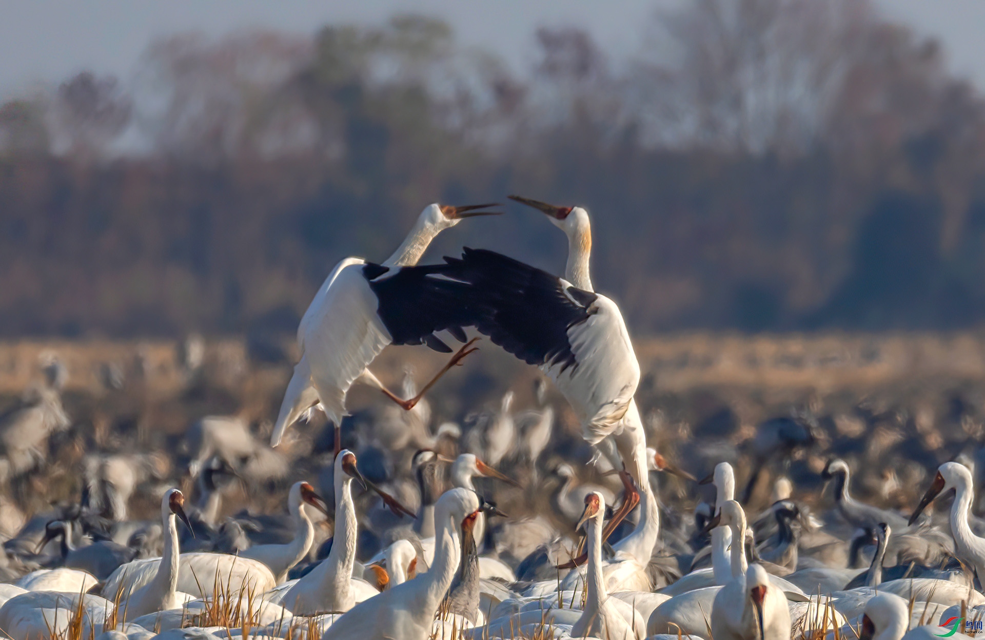 _60A0371 ����-Sh---1 .jpg