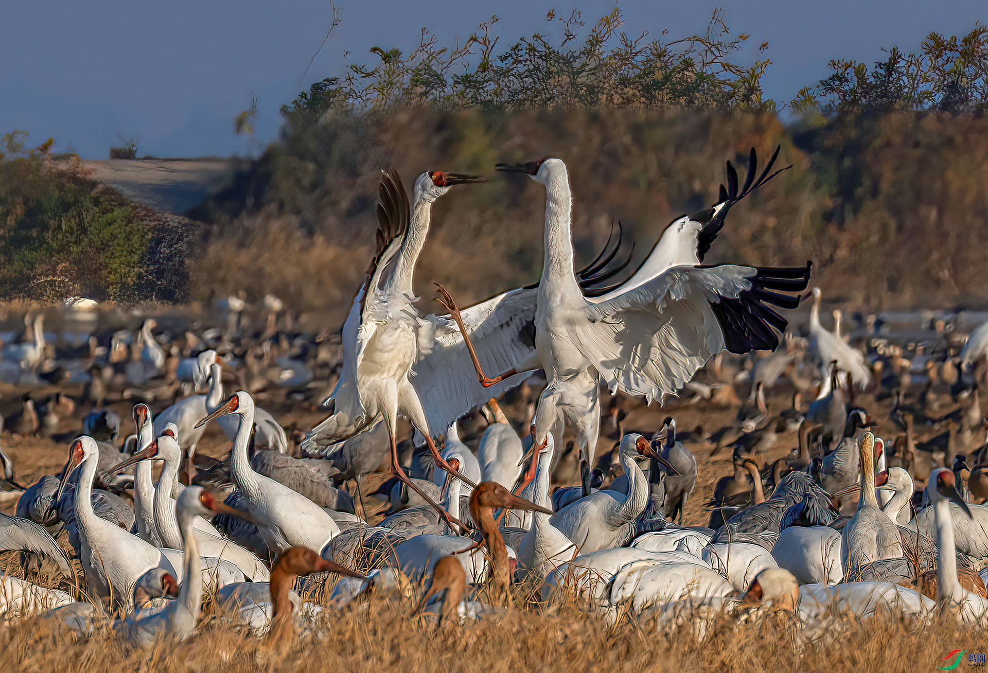 _60A5262 ����-Sh----1 .jpg