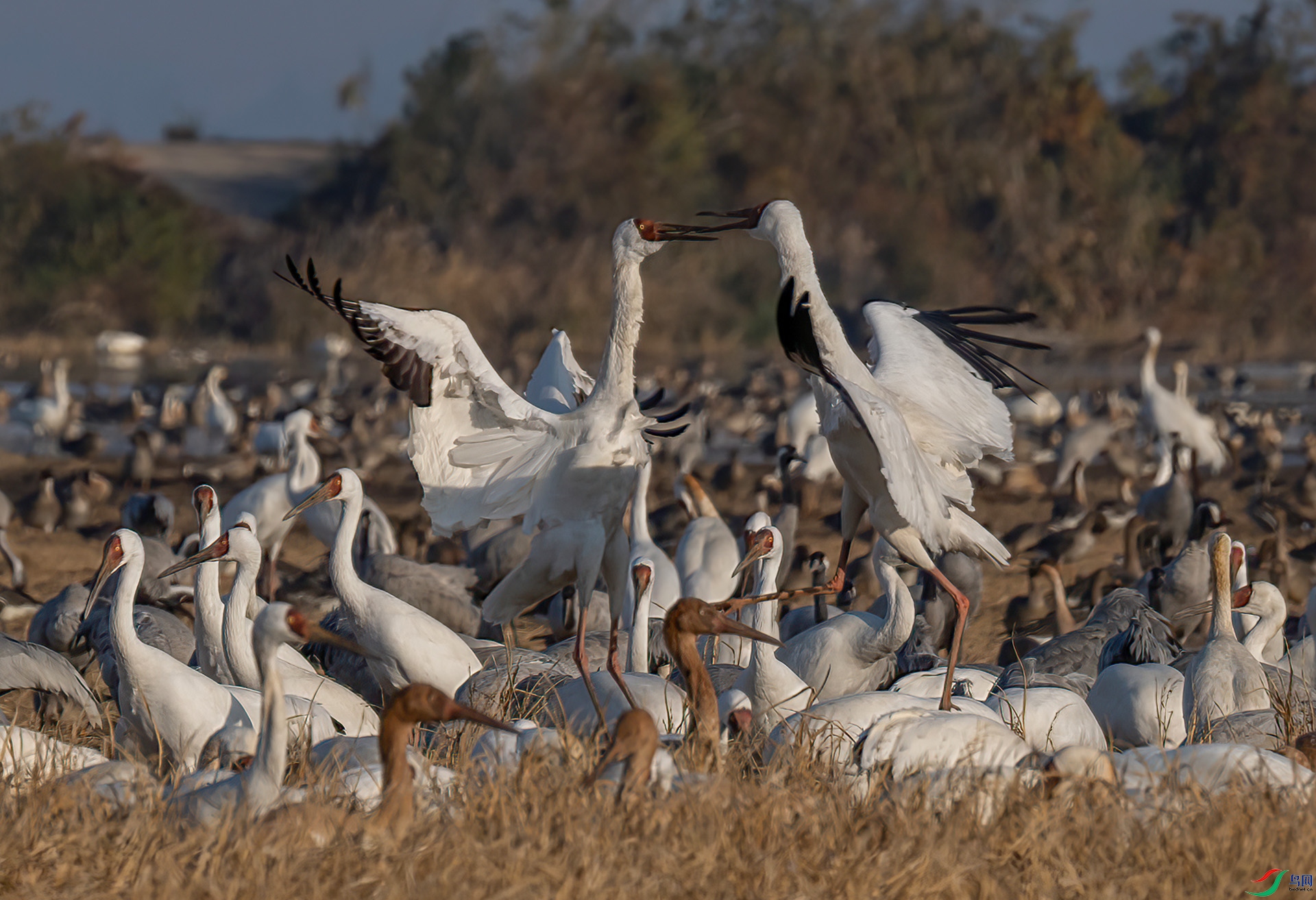 _60A5267 ����-Sha----1 .jpg