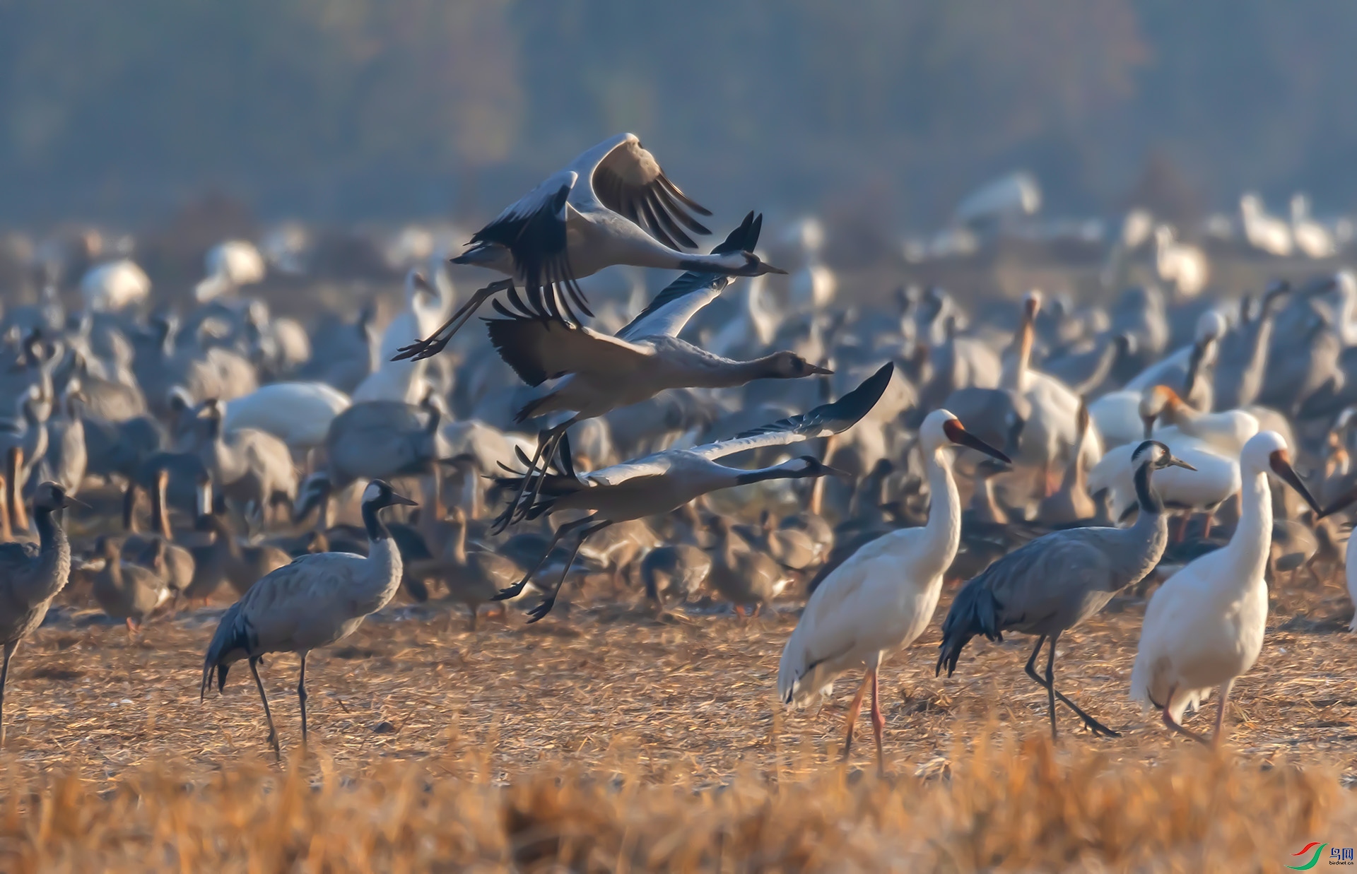 _60A9362 ����-Sha----1 .jpg