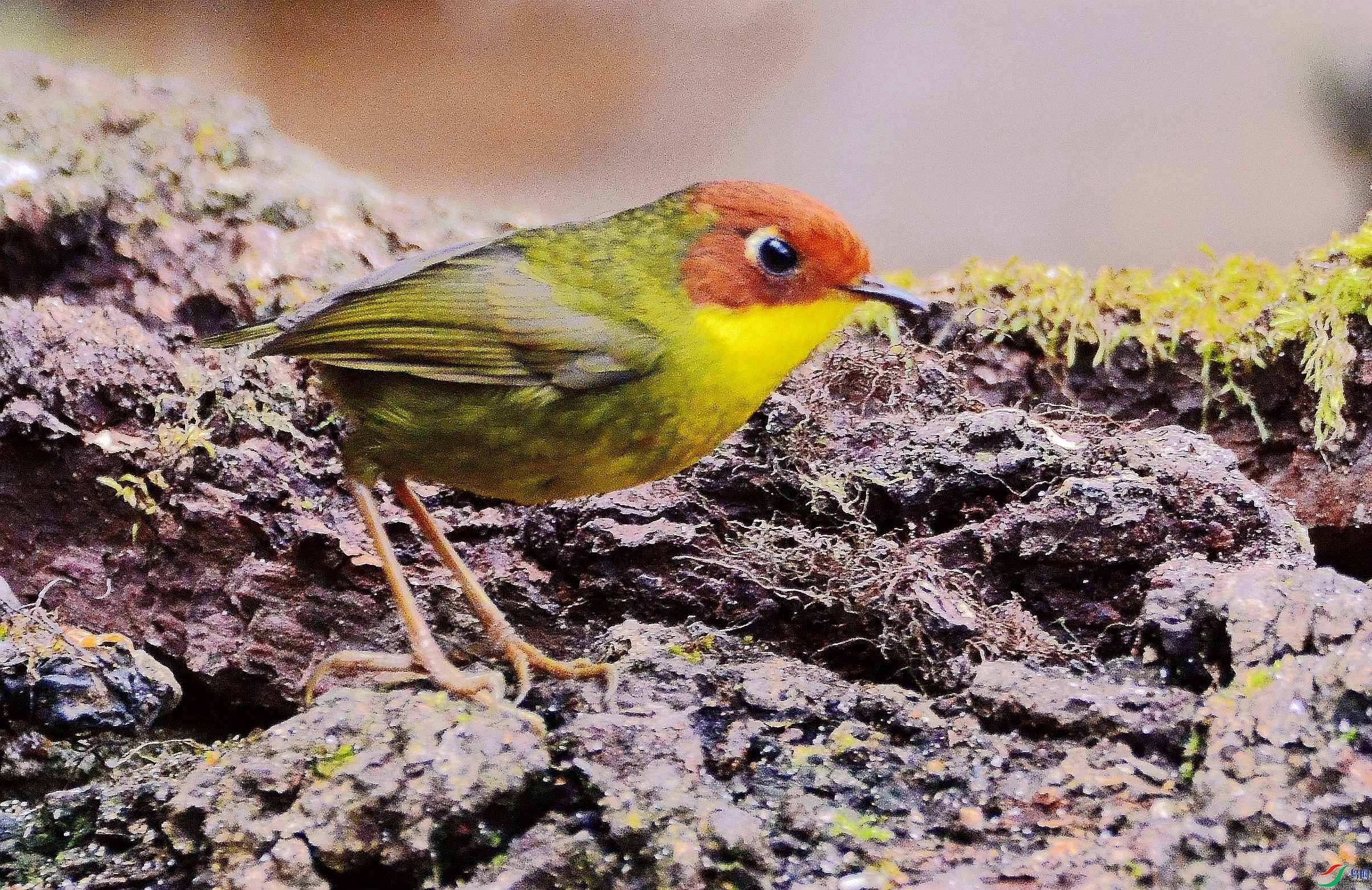 DSC_7923.JPG