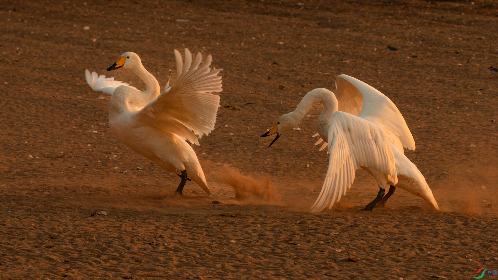 _00A5288-CR2_DxO_DeepPRIMEXD-1.jpg