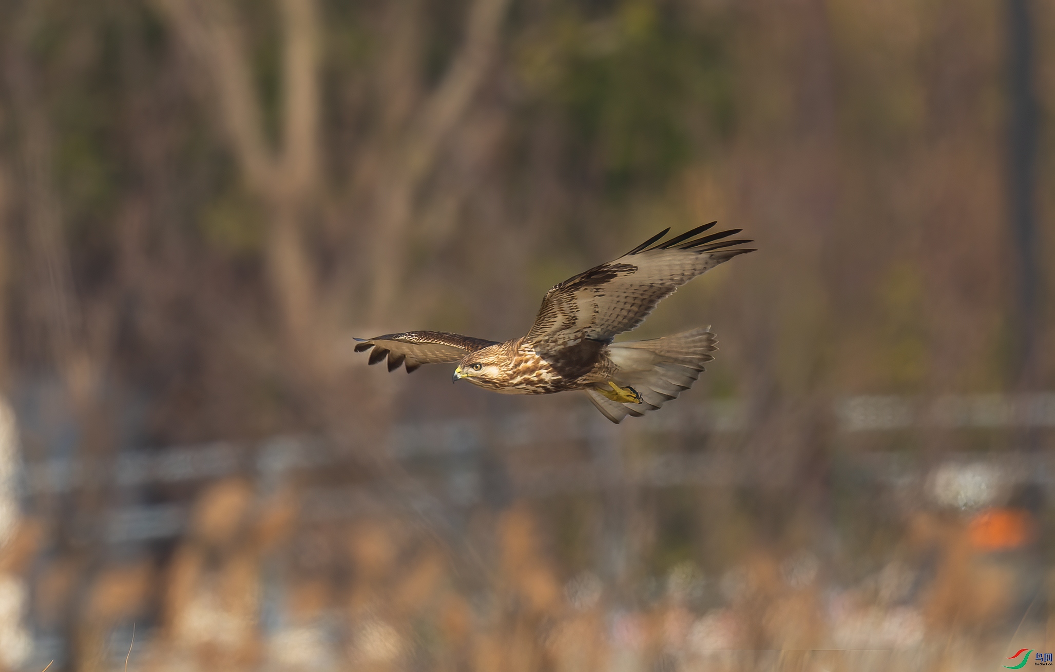 _DSC3855-NEF_DxO_DeepPRIME-1.jpg