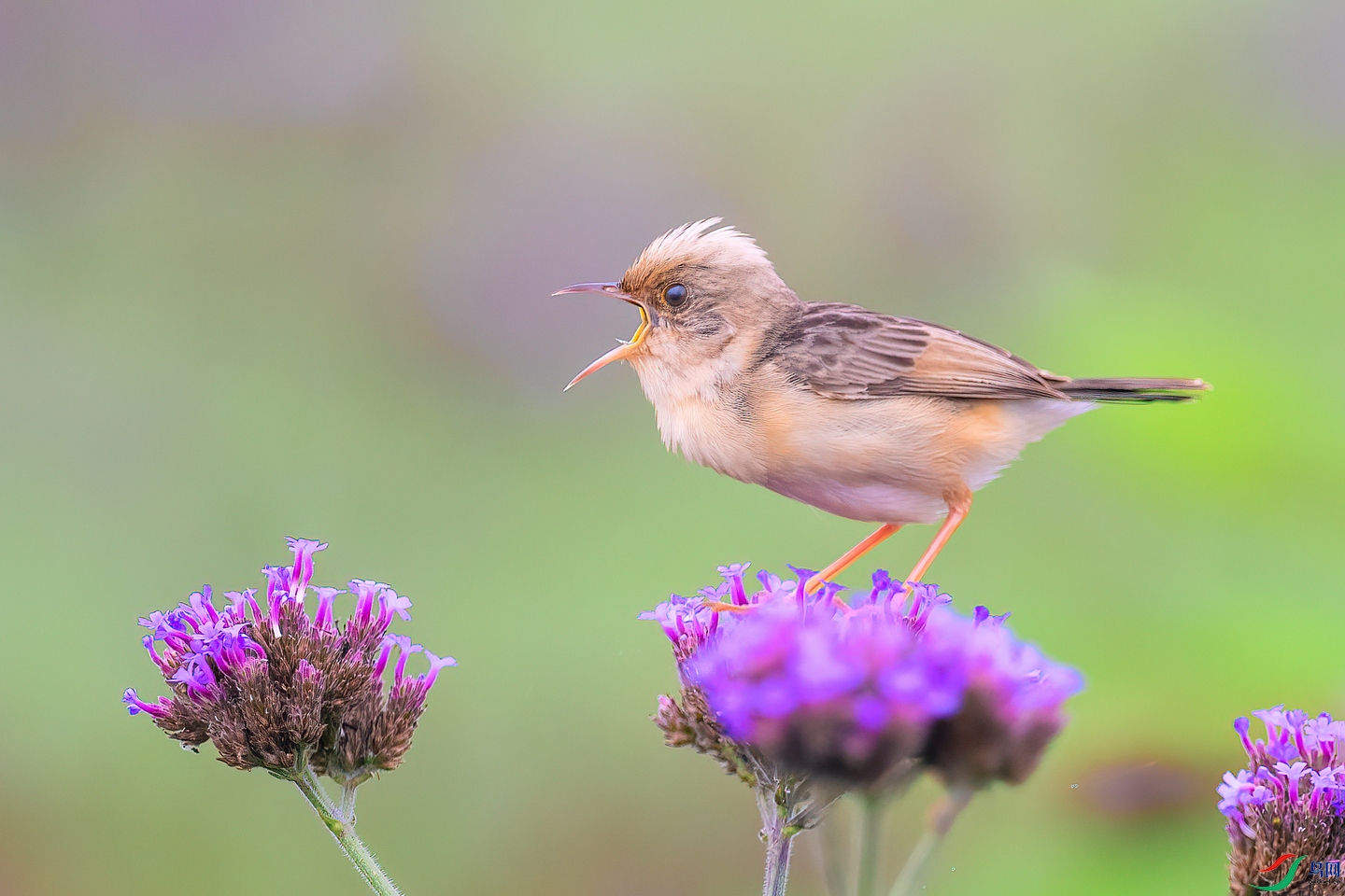 DSC_2421 ����01.jpg