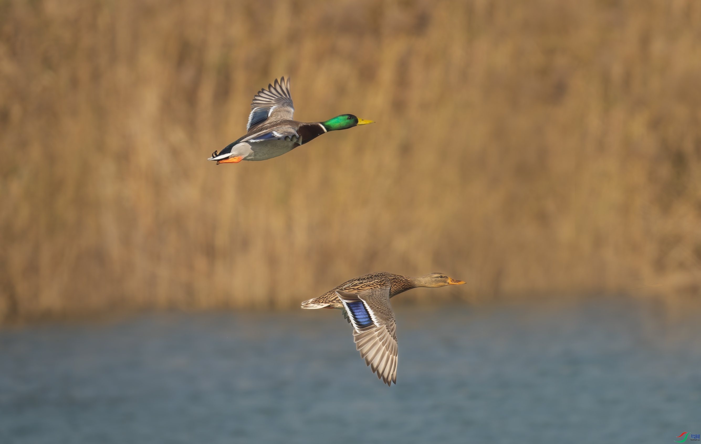 _DSC4392-NEF_DxO_DeepPRIME-1.jpg